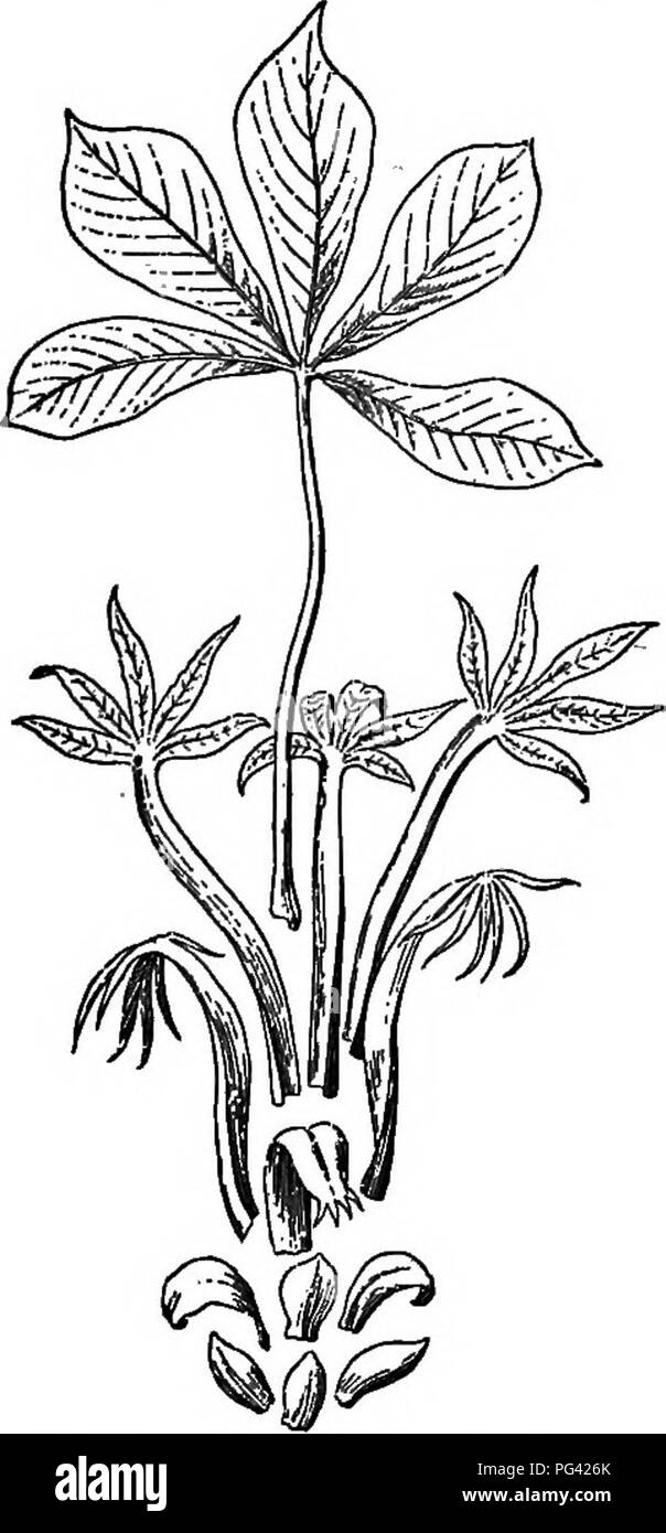 . Fondamenti di botanica. La botanica; Botanica. 120 basi di BOTANT spessa all'esterno o all'interno di ciascuna scala e se è altrettanto abbondante su tutte le coppie successive. Qual è la probabile impiego di questo rivestimento ? Nota il delicato reining di alcune delle scale come visto attraverso la lente di ingrandimento. Che cosa significa questo? All'interno della coppia più interna si trovano due nebulose a forcella oggetti; cosa sono queste ? Confrontare con le figg. 87 e 107. La loro forma potrebbe essere più facilmente osservata se il rivestimento di lana sono stati rimossi. Si può suggerire un uso per il rivestimento di lana? Esaminare un terminale bud in s Foto Stock