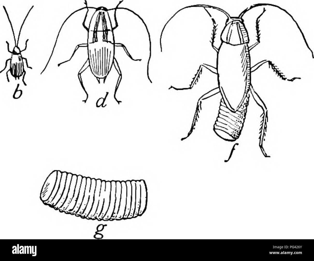 . Lo studio della natura e della vita. Lo studio della natura. Insetti della famiglia 85 vi sono quattro tipi di scarafaggi comune in questo coun- prova : il piccolo marrone tedesco roach, Croton o acqua bug, Ectobia germanica, generalmente problematica su alberghi e case di abitazione ; il grande nero roach, Periplaneta americana e di uso più comune circa i mulini, panifici, banchine e navi; l'australiano roach, P. AustralasicB, com- mon in Florida e a sud; e la oriental roach, P. orientalis, che è abbastanza cosmopolita. Per sbarazzarsi di questi parassiti è più facile parlare piuttosto che accompa- plish. La loro lunga associazione con m Foto Stock