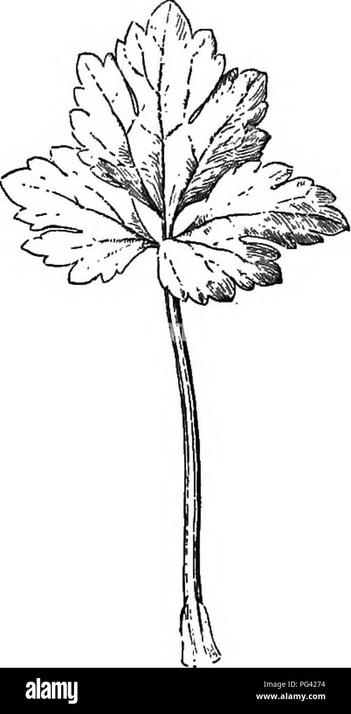 . Essentials di botanica. La botanica; Botanica. 100. ESSENTIALS DI BOTANICA confrontare il modo di venature o venatura di olmo e la foglia di acero da fare uno schema di ogni. Queste foglie concordano nell'nelted-ceined, ossia in avente veinlets che uniscono tra loro in molti angoli, in modo da formare una sorta di delicato merletto-lavoro, analogamente alle figg. 59 e 60. Essi differiscono però nel disporre- mento delle principali vene. Tale foglia come quella dell'olmo è detto essere giù- venato o pinnately venato. La Foglia di acero o qualsiasi foglia con strettamente simile venatura, è detto essere palmately venato. Descrivere la differenza Foto Stock