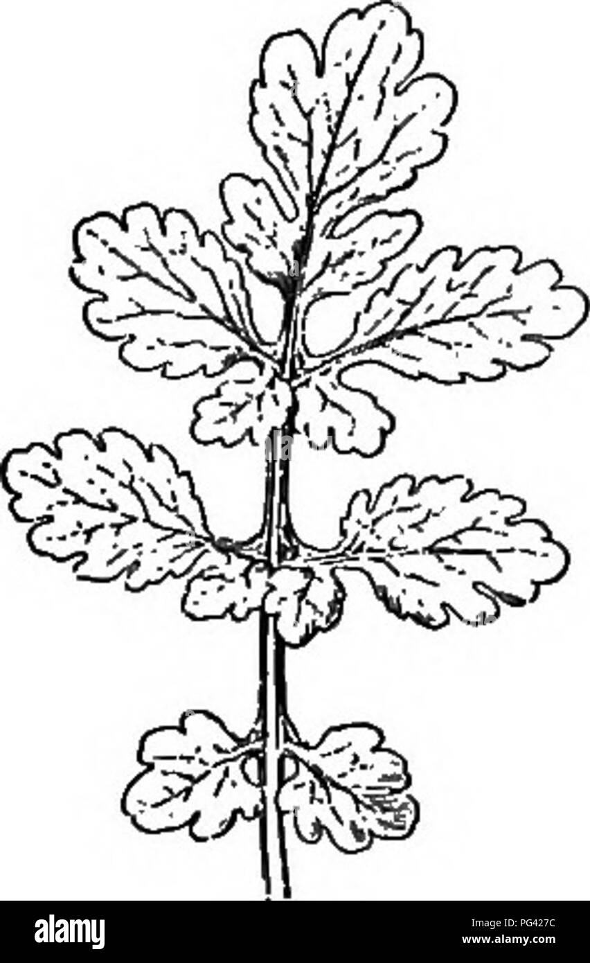 Questa illustrazione mostra la venatura a rete (palmato) di una foglia di melone, che è una caratteristica chiave nella morfologia vegetale. Descrive la disposizione delle vene in una tipica struttura a foglia, aiutando gli studenti a comprendere i modelli di base della botanica e della venazione delle foglie. Questi tipi di diagrammi vengono utilizzati a scopo didattico per introdurre gli studenti all'anatomia delle piante e alla struttura delle lamelle. Foto Stock