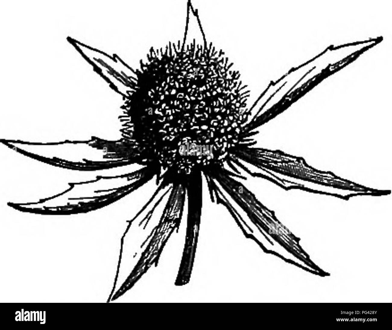 Questo testo botanico spiega la struttura e la classificazione delle piante, usando il salice come esempio per discutere l'anatomia dei fiori, compresi i fiori staminati e pistillati nei gatti. Foto Stock