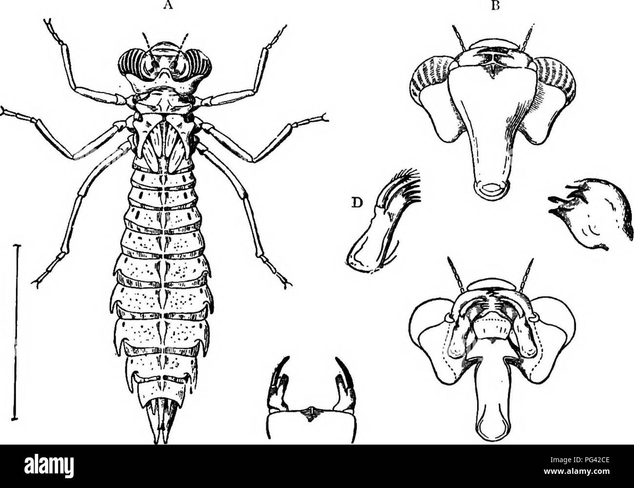 . E PREGIUDIZIEVOLE insetti utili; introduzione allo studio di entomologia economica. Insetti; insetti utili; pesti di insetto. 172 pratiche pregiudizievoli e insetti utili improvvisamente estese come un braccio. In corrispondenza degli angoli di estremità allargata ci sono affilate, artigli curvi, che si flettono verso l'interno e impale una vittima. Il fiacco, sordo-larva colorati si annida in alcune cavità con erbacce, segna l'approccio di un animale in movimento e quindi spostando il corpo poco o affatto, si allunga il labium, che colpisce ma una volta per fissare la preda. L. Fig. andare.-A, dragon-fly larva (j^schna), con rudimenti di ali ; B, capo di fare., s Foto Stock
