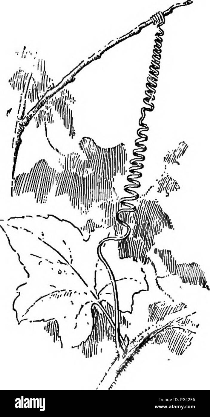 Questa sezione di botanica esplora varie specie vegetali che hanno sviluppato strategie uniche per la crescita. Parla di piante a bassa crescita come cinquefoil, trifoglio e dente di leone, nonché di piante da arrampicata e intrecciatura che utilizzano adattamenti speciali per accedere alla luce solare. Questi adattamenti sono vitali per la loro sopravvivenza in ambienti affollati come le foreste tropicali, dove la luce è scarsa. Foto Stock