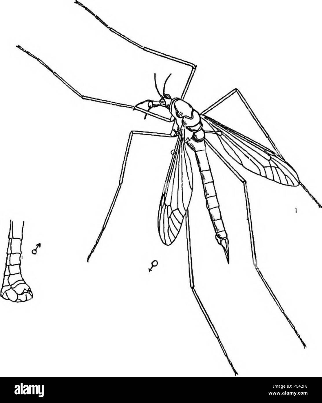 . E PREGIUDIZIEVOLE insetti utili; introduzione allo studio di entomologia economica. Insetti; insetti utili; pesti di insetto. La gru-FLY 131 come Dipterous, avente una singola coppia di ali funzionali e in luogo di hind ali di un paio di piccole halteres. La testa è piccola; nell'ostacolare la parte che è più o meno globulare, composto occhi sono cospicui. Di fronte a questi la testa viene tirata fuori in un tipo di ugello che porta i tastatori e bocca-parti. I tastatori sono 13-articolata, e alla base di ciascuna articolazione è un re- golare whorl di setole. Una coppia di 4-palpi articolati sono costitui- spicuou Foto Stock