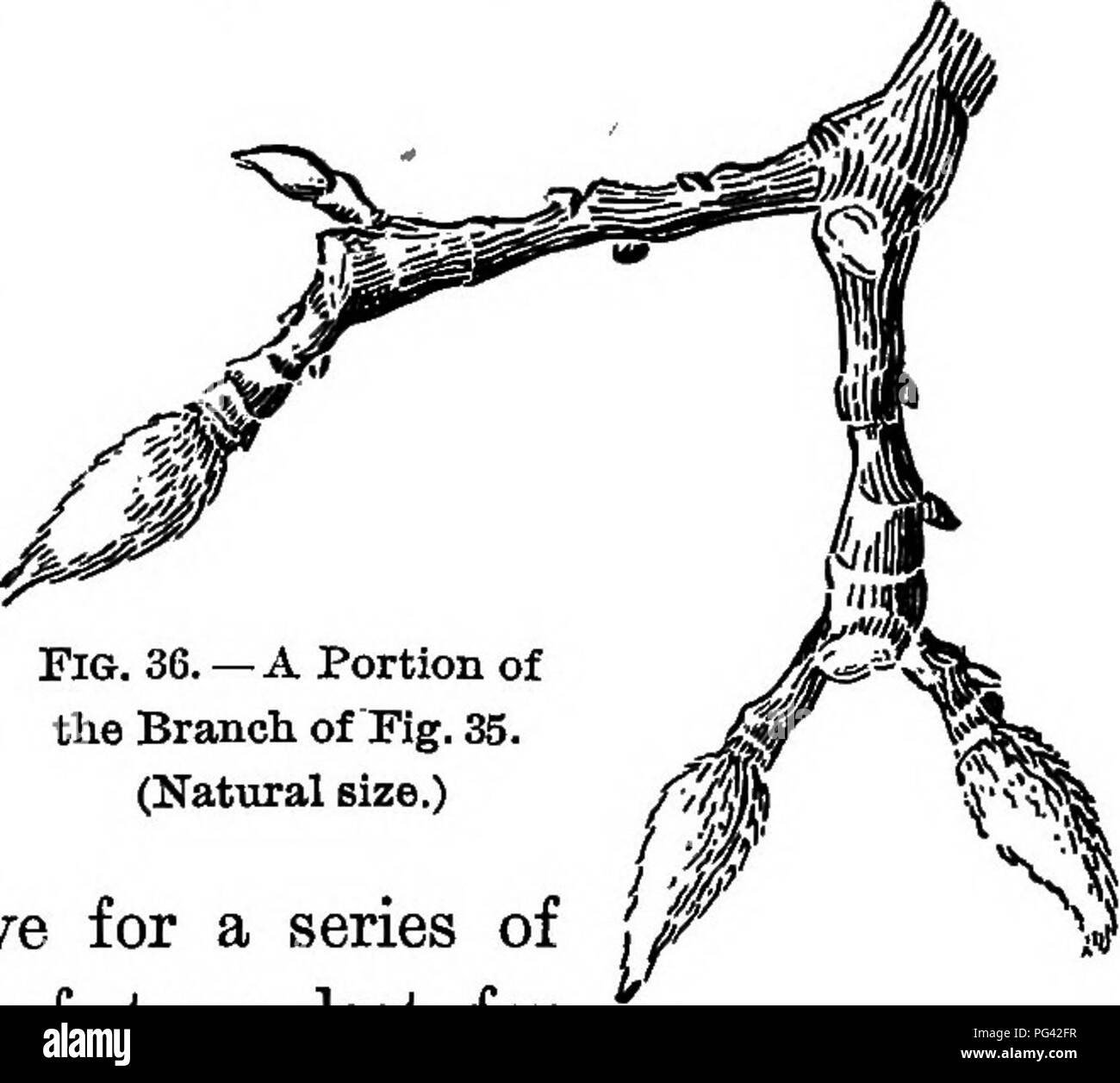 . Fondamenti di botanica. La botanica; Botanica. Steli 71 86. Annuale, biennale, e piante perenni. - Le piante annuali sono quelli che vivono ma un anno, biennali coloro che vivono due anni o quasi. Alcune piante annuali possono essere fatti per vivere durante l'inverno, fiore- ing nella loro seconda estate. Questo è vero per il frumento tenero e la segala tra le piante coltivate. Piante perenni live per una serie di anni. Molti tipi di alberi ultimo per secoli. Il gigante californiano redwoods, o sequoie (Fig. 32), che raggiunge un altezza di oltre 300 piedi sotto circostanze favorevoli, vivere quasi 2000 anni; e alcuni. Fig. 3G.-a Foto Stock