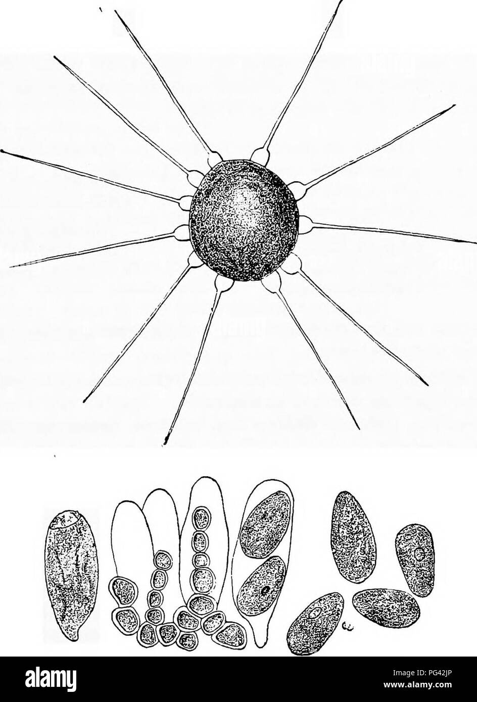 . Le malattie delle piante indotta da crittogamica parassiti : introduzione allo studio dei funghi patogeni, limo-funghi, batteri, &AMP; Alghe . Le malattie delle piante; piante parassite; funghi. PERISPORIEAE. 179 -Aspergillus, Penicillmm, Zopfia, Perisporium, Lasiobotrys, Apio- ^pormm, Capnodium, Asterina, Microthyrium. Per questa suddivisione del Perisporiaceae appartengono alcuni com- mon forme di stampo-funghi che sono generalmente solo, saprofiti. Fig. 76.-Phyliactinia suffulta dal faggio. Perithecium, con caratteristica appendici. Contenuto del perithecium: asci, spore e le catene di cellule che assomigliano a paraph Foto Stock