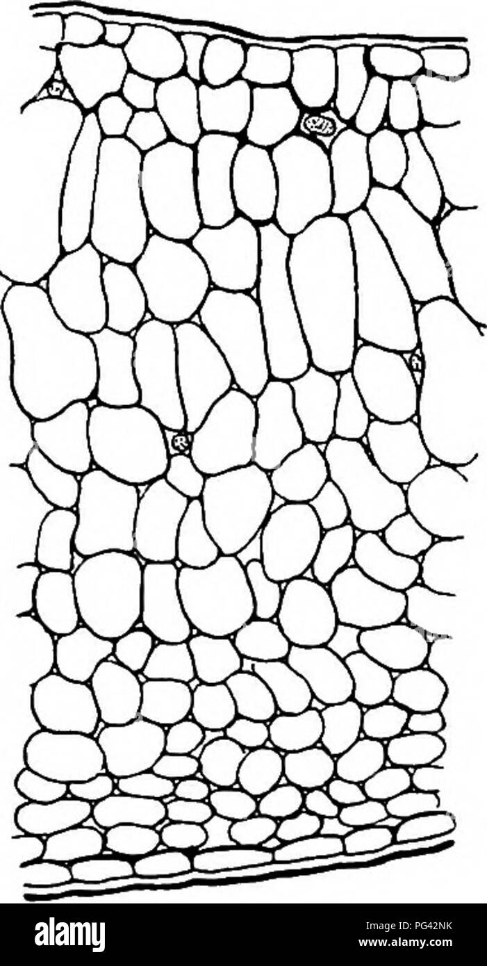 . Le malattie delle piante indotta da crittogamica parassiti : introduzione allo studio dei funghi patogeni, limo-funghi, batteri, &AMP; Alghe . Le malattie delle piante; piante parassite; funghi. Fig. (Il.-Exoascus dej'or^nans. Confronto della sezione normale di foglia di Pvv,nus Persica con un ipertrofiche, B; in quest'ultimo miceliali hyphae sono state leggermente ombreggiati. Le sezioni vengono da differenti parti della medesima foglia e sono disegnate con lo stesso ingrandimento. (Dopo W. G. Smith.) sull'almond {Amygdalus communis)^ assomiglia ad es. reumatoide così strettamente che sono ora considerate come la stessa specie.. P Foto Stock