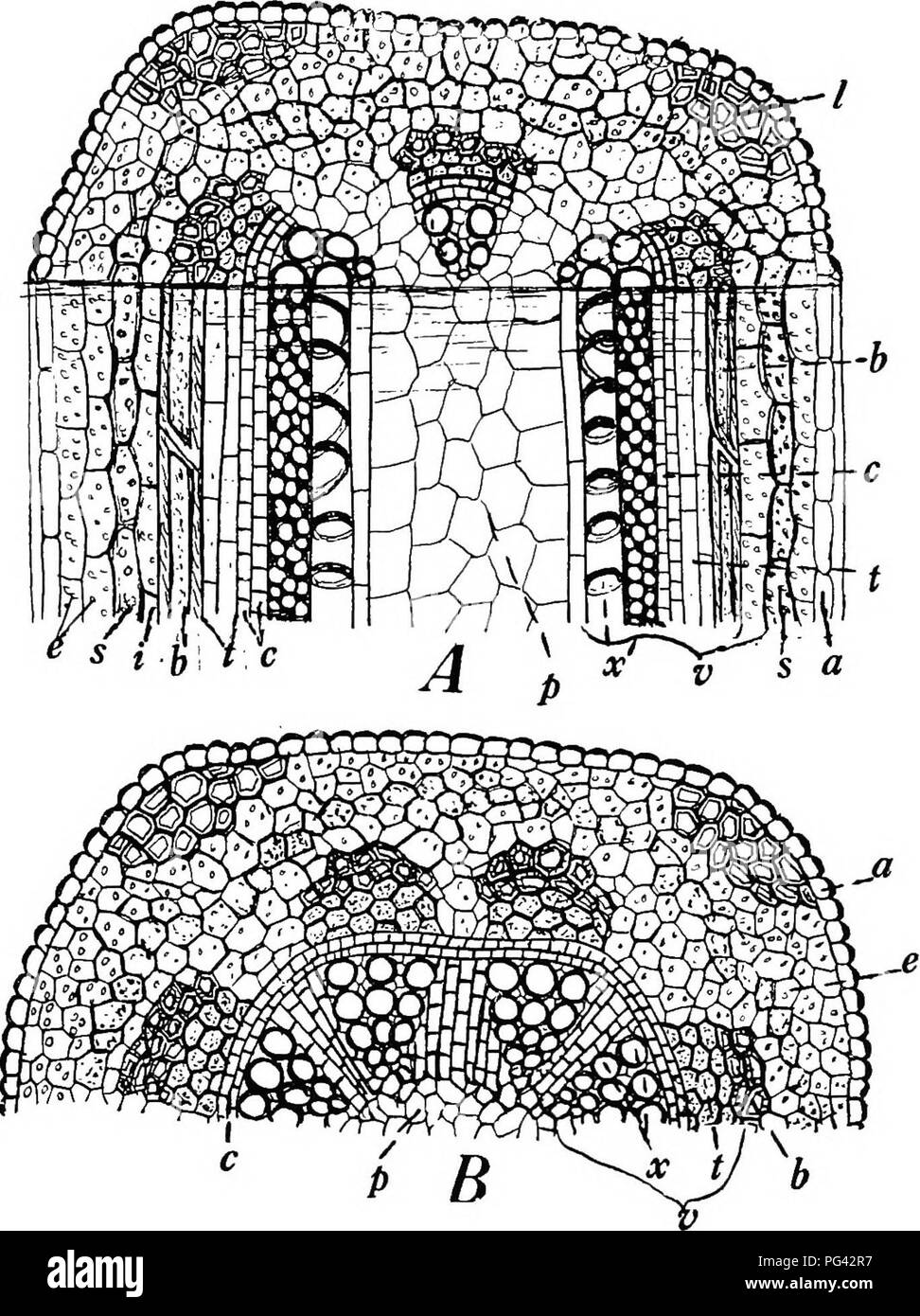 . Botanica agricola per gli studenti . La botanica. Struttura di piante erbacee DICOTVi.EDONOUS steli 193. Fig. 172. Â Diagrammi di altamente sezioni ingrandite di un gambo di erba medica. Un, sia in sezione trasversale nel senso della lunghezza e le visualizzazioni dei tessuti in prossimità della punta dello stelo, a, epidermide; io, collenchyma; e, chlorenchyma della corteccia; s, amido guaina; io, pericycle; 6, fibre tessili liberiane; io, porzione conduttiva del floema contenente i tubi del crivello inferiore e compagno di cellule; c, cambio; x, xilema; e â p, il pith; V, bimdle vascolare. B, la sezione più lontana dalla punta, mostrando cambio anello e la chiusura di insieme dei fasci. Lasciare Foto Stock