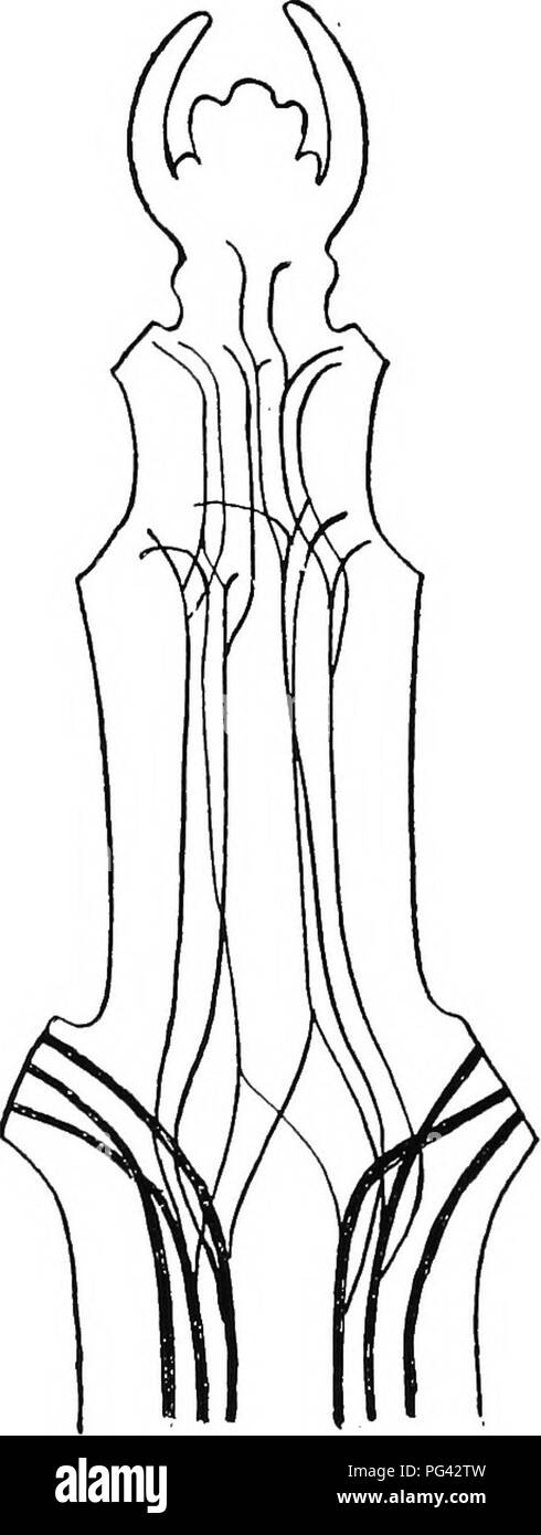 . Botanica agricola per gli studenti . La botanica. FiG. 163.-sezione longitudinale attraverso la regione apicale di un gambo con due foglie e germogli nella loro axils incluso, mostrando il con- nections dei fasci vascolari di foglie e di gemme ascellari o rami con il cilindro vascolare dello stelo. Il cilindro vascolare è rappresentata dai trefoli ombreggiato su ciascun lato del midollo, l'area di luce al centro dello stelo. Ridisegnato da Sargent.. Fig. 164. - Schema di vascu- lar cilindro del giovane stelo di Clematis viiicella, mostrando per mezzo di linee scure della ramificazione delle bun vascolare Foto Stock