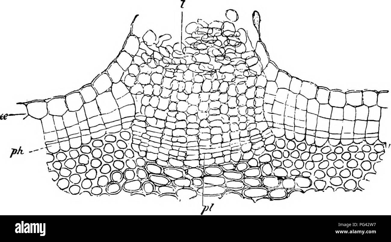 . Botanica agricola per gli studenti . La botanica. Struttura generale di steli 185 formando un lenticel. Attraverso questa massa incoerente di cellule aria circola facilmente e raggiunge i tessuti al di sotto. Come il ramoscello aumenta di diametro e la corteccia è stirata, lenticelle sono ingrandite e, quando essi rimangono visibili sulla corteccia di anziani, formano il char- acteristic bands come sulla vecchia versione di corteccia di ciliegie e betulle.. Fig. 162. - Sezione attraverso un lonticel di sambuco (Sambucus nigra), e l'epidermide; ph, sughero cambio o phellogen; io sono unite in modo lasco o cellule di impaccamento del lenticel; pi, cambio dell'lenticel. Molto Foto Stock