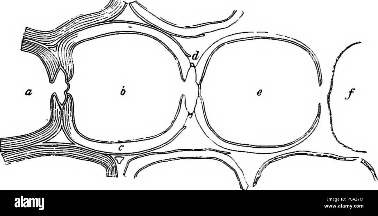 . Le malattie delle piante indotta da crittogamica parassiti : introduzione allo studio dei funghi patogeni, limo-funghi, batteri, &AMP; Alghe . Le malattie delle piante; piante parassite; funghi. 38 LA REAZIONE DI HOST all attacco di parassiti. Gli uomini di altre sostanze fanno la loro comparsa nelle pareti lignified, principalmente phlobaphenes di tintura. Le pareti di legno-elementi non sono tuttavia lignified nella stessa misura. Lo strato primario della parete è di regola lignified la maggior parte e contiene ma poco cellulosa. In con- sequenza, sul trattamento con lignina-solventi, diventa prima disciolto mentre il secondario e Foto Stock