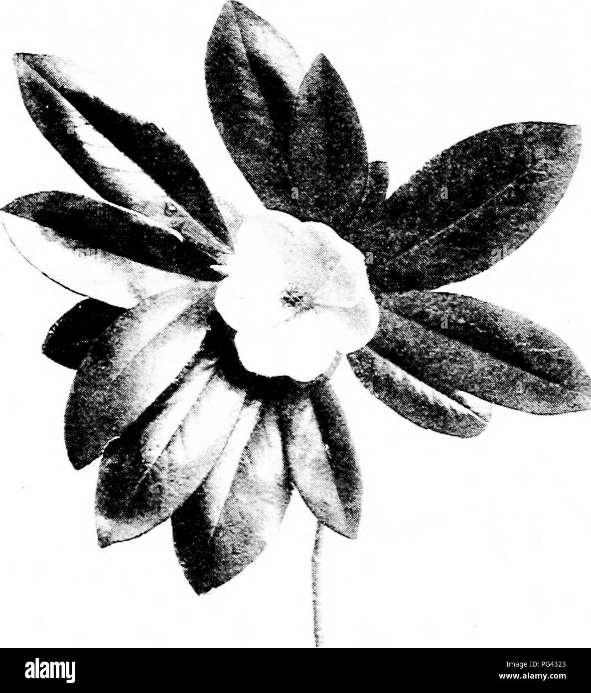 Questa immagine mostra uno spruzzo fiorito della palude Magnolia (Magnolia glanca), una specie originaria delle zone umide. I fiori, che hanno una larghezza compresa tra 2 e 3 pollici, hanno un aspetto sorprendente e le foglie hanno una lunghezza compresa tra 4 e 6 pollici, rendendo questa specie distintiva nel suo habitat. Questa guida aiuta a identificare questa e altre specie di alberi. Foto Stock