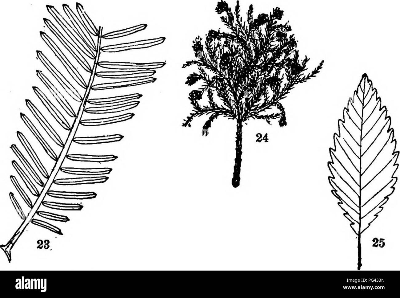 . Alberi, arbusti e le vigne del nordest degli Stati Uniti : il loro caratteristico paesaggio funzionalità completamente descritto per identificazione da parte dei non-lettore botanico ; insieme con un conto del capitale estera hardy alberi, arbusti e vitigni coltivati nel nostro paese e trovato in Central Park di New York City . Alberi e arbusti; parchi. 20. Il cedro del Libano. 59. (Va) 21. Cryptomeria. 70, (1/3) 22. Tino-lasciava Cypress. 73. (I/j) 23. Unione Yew. 63. ('/A) 24. Retinospora. 75. T'/j) 25. Pyrus aria. Pagina 128. (I/,) 373. Si prega di notare che queste immagini vengono estratte dalla pagina sottoposta a scansione immagini che Foto Stock