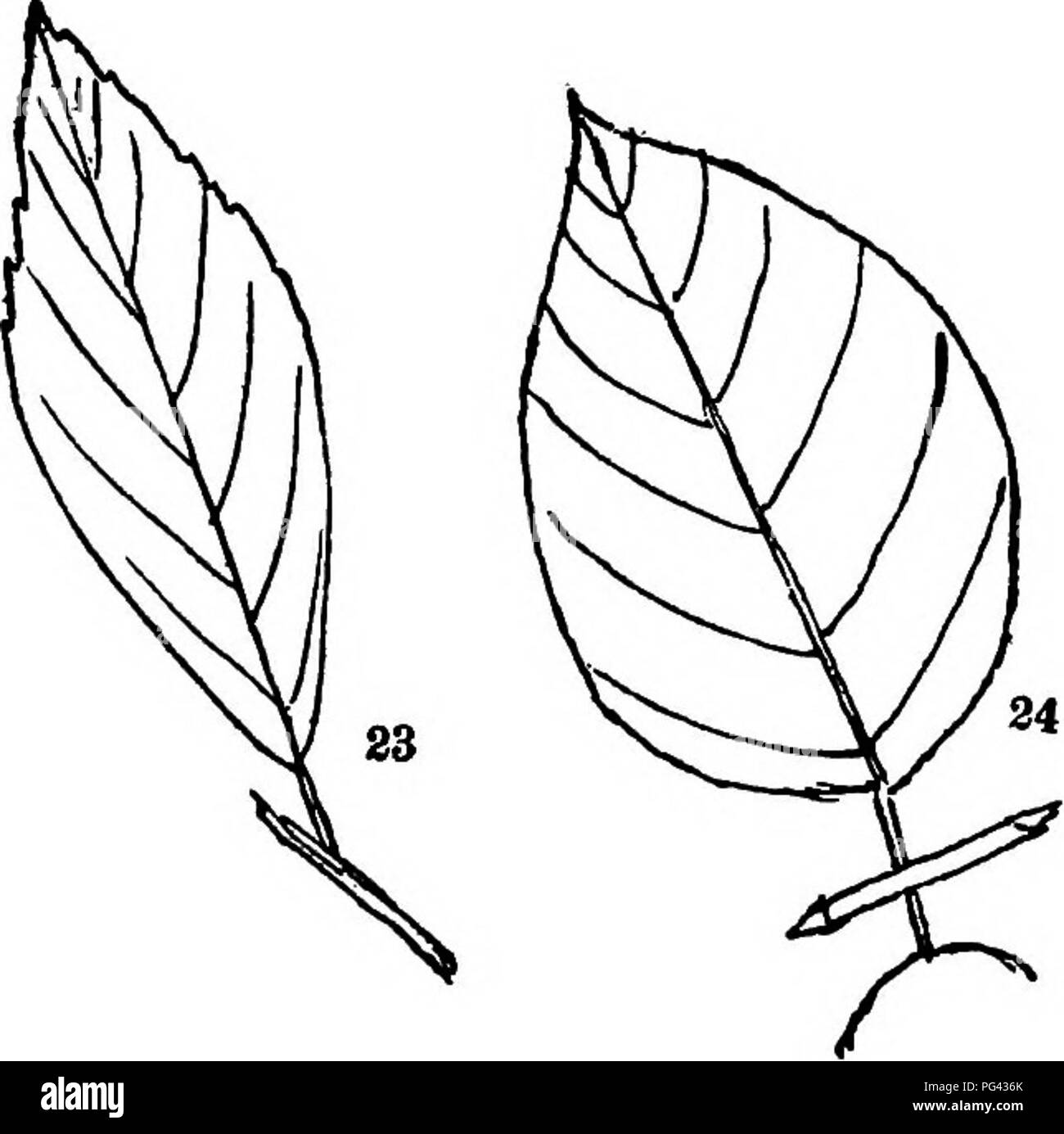 . Alberi, arbusti e le vigne del nordest degli Stati Uniti : il loro caratteristico paesaggio funzionalità completamente descritto per identificazione da parte dei non-lettore botanico ; insieme con un conto del capitale estera hardy alberi, arbusti e vitigni coltivati nel nostro paese e trovato in Central Park di New York City . Alberi e arbusti; parchi. 19. Viscido Azalea. 4p, 0/s) 20. Pelle-foglia. 52. (Vs) 2X. Comune di mirtillo. 50. (V3) 22. Andromeda. 53. (2/"} 23. Withe-biella. 58. (2/3) 24. Pulsante a Bush. 59. (I/^) 267. Si prega di notare che queste immagini vengono estratte dalla pagina sottoposta a scansione di immagini che possono essere state cifra Foto Stock