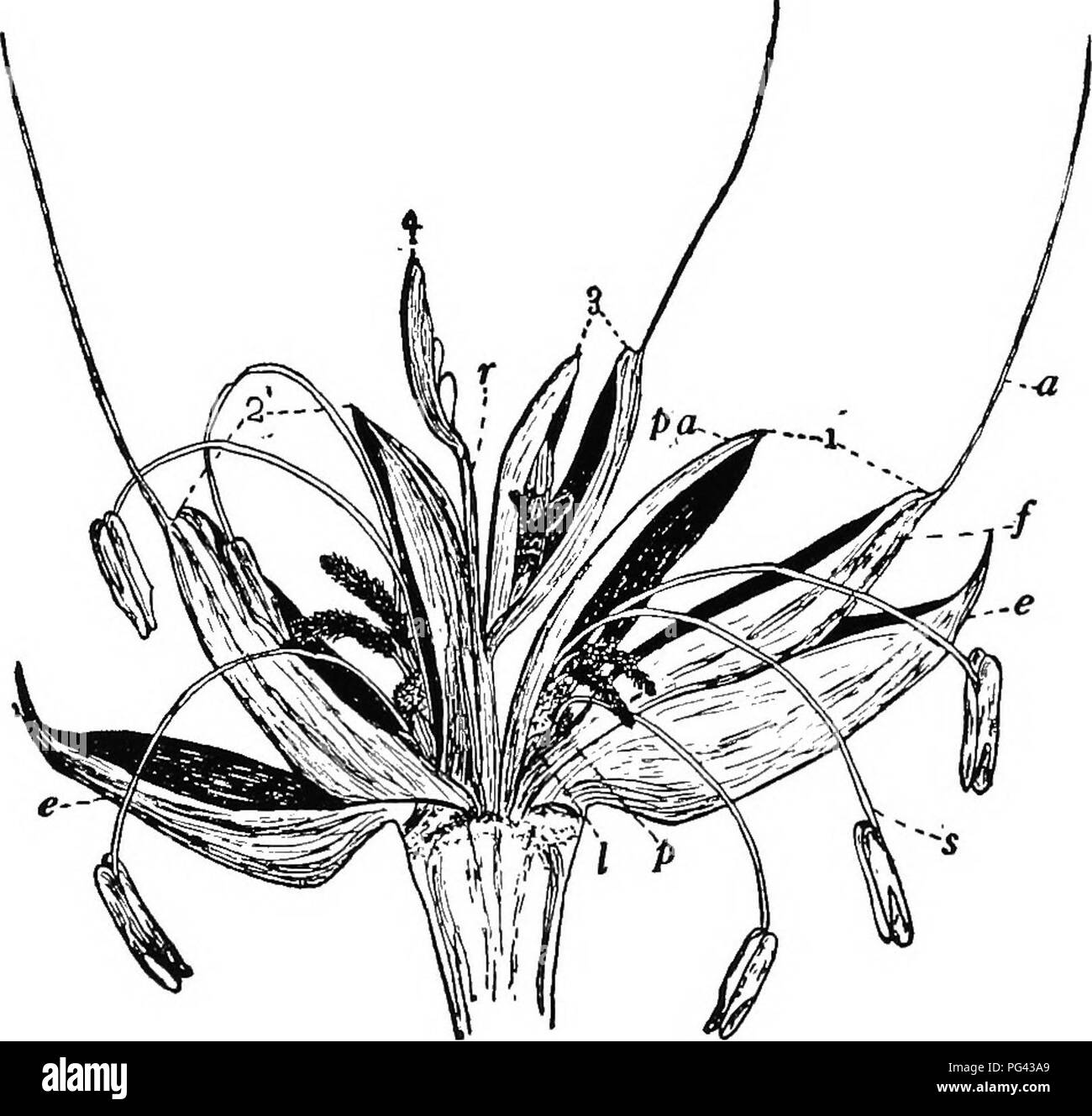 . Botanica agricola per gli studenti . La botanica. 22 fiori quasi racchiudere completamente i fiori della spikelet. In thresh- ing la maggior parte delle varietà di avena, solo il glumes vengono rimossi, il kernel che ancora rimane racchiuso dal lemma e palea, che formano il rivestimento noto come lo scafo della granella. Un chicco d' avena, consiste quindi nel kernel e la sua carena; e la qualità di avena dipende molto alla proporzione di scafo al kernel. Come indicato nella figura 18, minore fiore cresce. Fig. 20. Â Spikelet di frumento molto ingrandito e mostrato con brattee divaricate, in modo tale che parti del fiore può Foto Stock