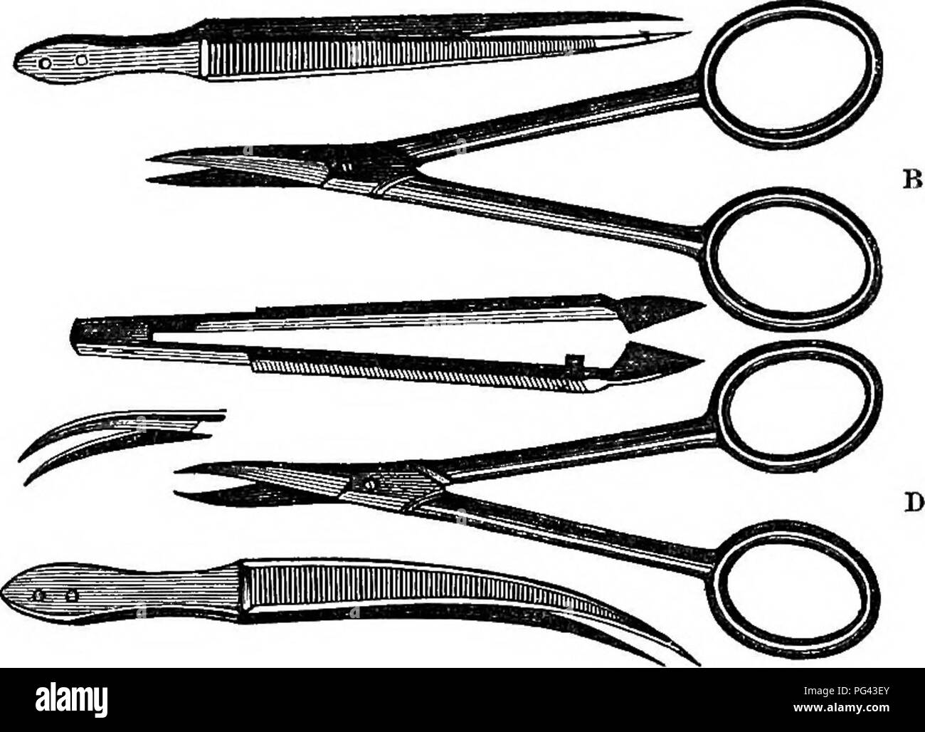 Questa guida pratica offre istruzioni sull'uso dei microscopi per esaminare le strutture animali, vegetali e minerali. Include tecniche per la preparazione dei campioni, concentrandosi sugli strumenti appropriati, quali forbici e strumenti affilati, per garantire un esame e un'analisi efficaci delle strutture microscopiche. Foto Stock