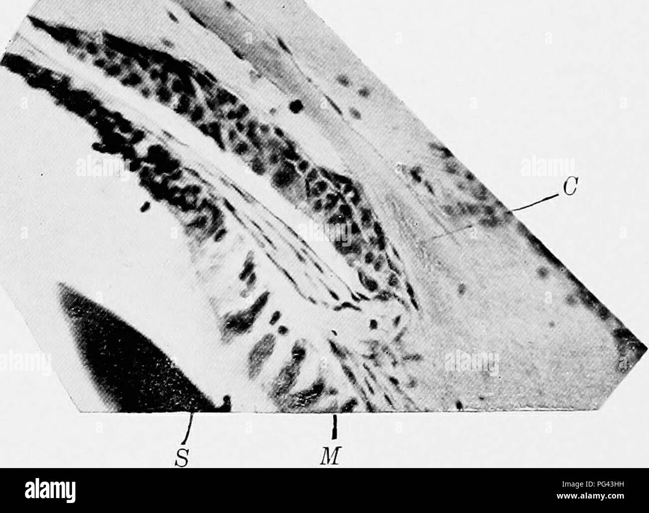 Questo studio anatomico dettagliato del calamaro comune, Loligo pealii, offre informazioni sulla sua struttura e fisiologia, comprese caratteristiche come i tentacoli, il sacco a inchiostro e parti del corpo specializzate. Serve come risorsa chiave per gli studi di biologia marina. Foto Stock