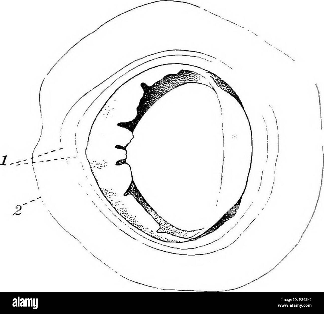 . L'anatomia del comune di calamari Loligo pealii, Lesueur. Calamari; molluschi. 22 piccoli denti. Diverse righe di denti conici, l'accessorio denti, che aumentano gradualmente in altezza dall'interno verso l'esterno, sono portati dal bordo della ventosa e rinforzare i denti della corona. Accessorio di ciascun dente è secreto da un unico grande cellula epiteliale. L'anello e denti di accessori sono costituiti da una chitina-come sostanza che differisce dalla chitina in essendo solubile in alcali diluiti. La superficie esterna della ventosa è coperto da bassa cubica o epitelio piatto e i lati della coppa sono coperti da una spe Foto Stock