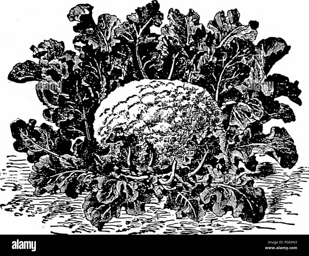 . Cavoli, cavolfiori e allied ortaggi : dal seme al raccolto . Giardinaggio di vegetale; cavolo cappuccio; cavolfiore. I broccoli. I broccoli è un ardito varietà di cavolfiore, molto cresciuto in Inghilterra e sul continente, perché non è sufficientemente resistente per sopportare i rigori delle loro inverni, che le migliori varietà di cauli- flower non farà. È lì veiy molto cresciuta. Fig. 10-precoce BroccolL bianco e altamente stimato. In questo paese non è stato cresciuto estesamente, ma potrebbe essere di vantaggio in molte sezioni sulla costa meridionale, ma per la sua distruzione da parte dei worm di cavolo. Essa dovrebbe essere Foto Stock