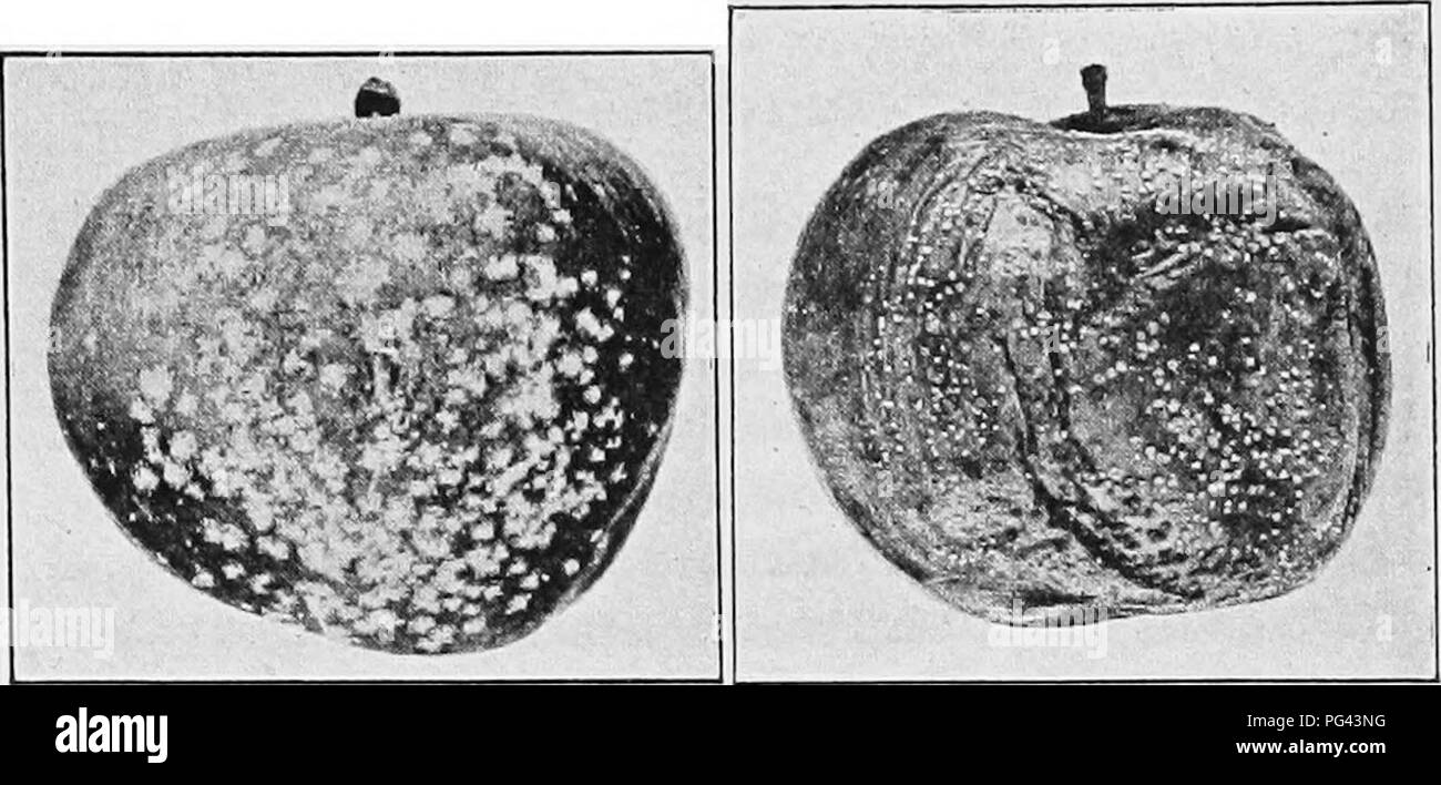 . Frutta moderno marketing : un trattato completo che copre la raccolta, il confezionamento, la conservazione, il trasporto e la vendita di frutta . Commercio di frutta. Fig. 95.-MARCIUME BRUNO Fig. 98.-il marciume molle o stampo di blu. Si prega di notare che queste immagini vengono estratte dalla pagina sottoposta a scansione di immagini che possono essere state migliorate digitalmente per la leggibilità - Colorazione e aspetto di queste illustrazioni potrebbero non perfettamente assomigliano al lavoro originale. Brown, Bliss S. , 1880-. New York : Orange Judd Company Foto Stock