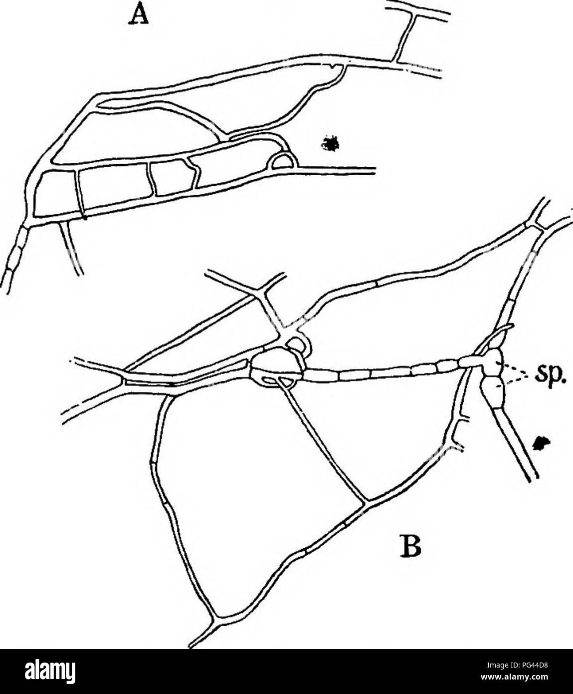 . Le malattie fungine del larice comune . I larici. Il larice batteriosi vascolare 45 all'altra. Ulteriori prove, tuttavia, sarebbe neces- sario per suffragare questa tesi. Per una fusione di prendere posto non è di conseguenza se le due hyphae sono rami dello stesso micelio o non, e un certo numero di spore germinando insieme formano una fitta rete in cui è impossibile determinare da quale. Fig. 21.-Il gro-wth di myceliiun in culture di discesa : sp., spora. spora molte parti del micelio sono sorti. Una tale rete opera è meglio visibile nelle culture in acqua distillata, fino alla hyphae diventare starv Foto Stock