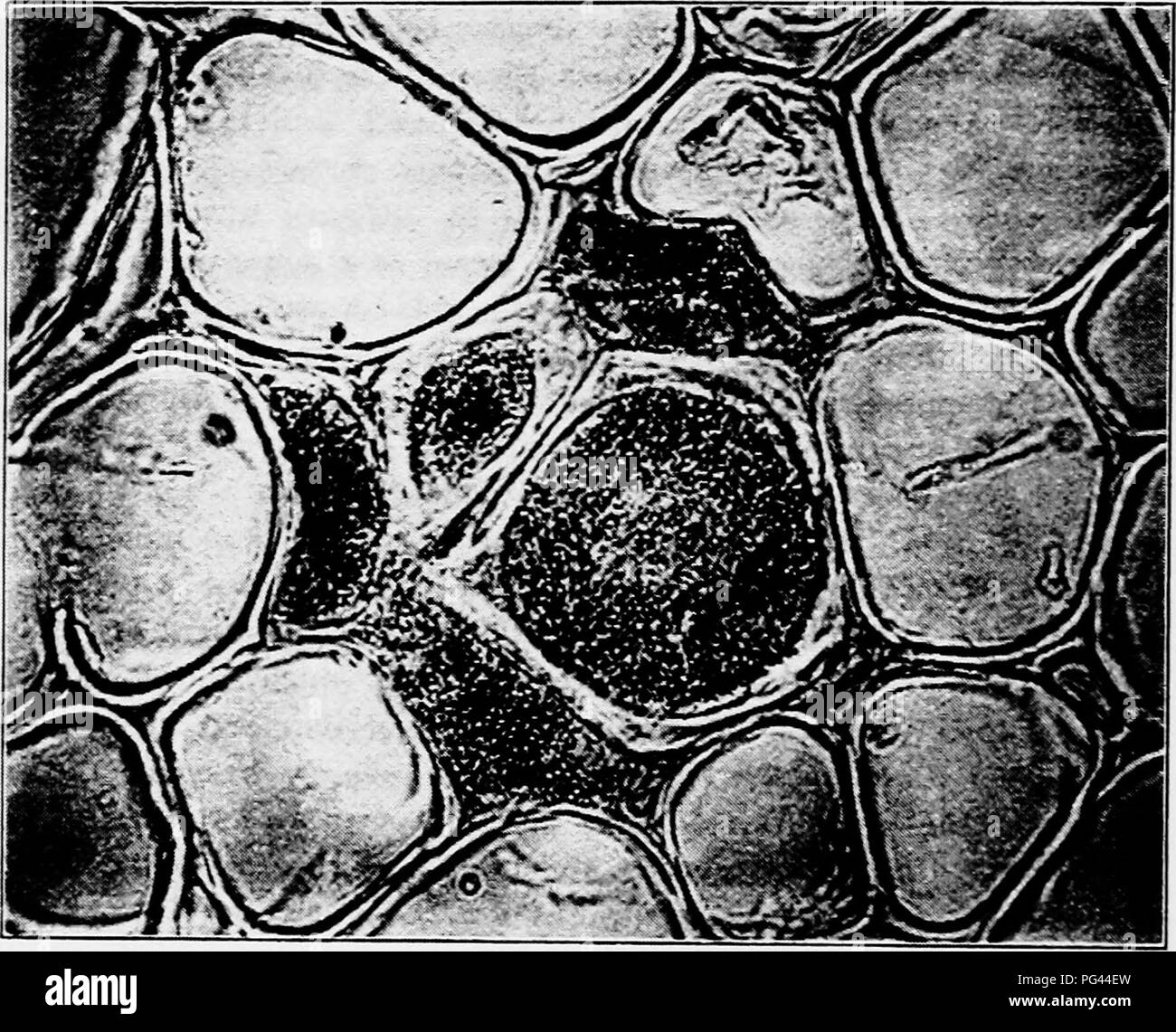 Questo libro di testo tratta le malattie delle piante causate da funghi e batteri, concentrandosi sugli effetti su colture come il cavolo. Spiega i sintomi delle infezioni vegetali, tra cui doratura vascolare e colonizzazione batterica. Il testo sottolinea il rilevamento precoce e il trattamento per prevenire il cedimento del prodotto. Foto Stock