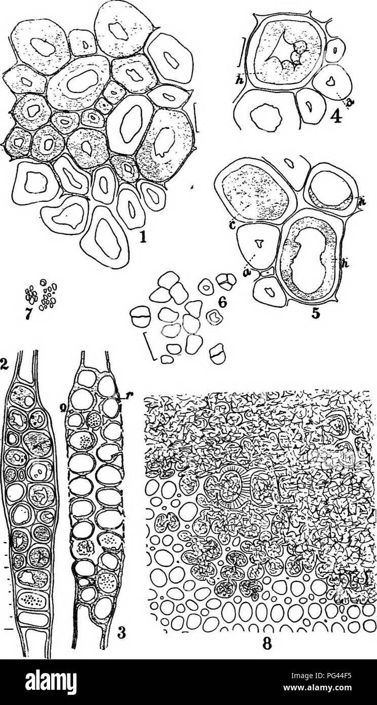 . Un libro di testo di micologia e patologia vegetale . Le malattie delle piante; funghi in agricoltura; malattie delle piante; funghi. 482 speciale patologia vegetale. ^smwmm Fig. 167.-malattia oi ash causato hy fame {Polyporus)fraxinophilus. i. Sezione trasversale del legno di frassino; 2, di raggio midollare; 3, midollare di ray, mostra successiva fase di attacco; 4, s. di cellule del legno; 6, grani di amido dal raggio midollare cella; 7 il legno malato; 8, transezione interamente da legno di decomporsi. (Dopo von Schrenk Hermann, Boll. 32, U. S. Bureau dell'impiantistica industriale, 1903). Si prega di notare che queste immagini vengono estratte dalla pagina sottoposta a scansione di immagini che possono essere state Foto Stock