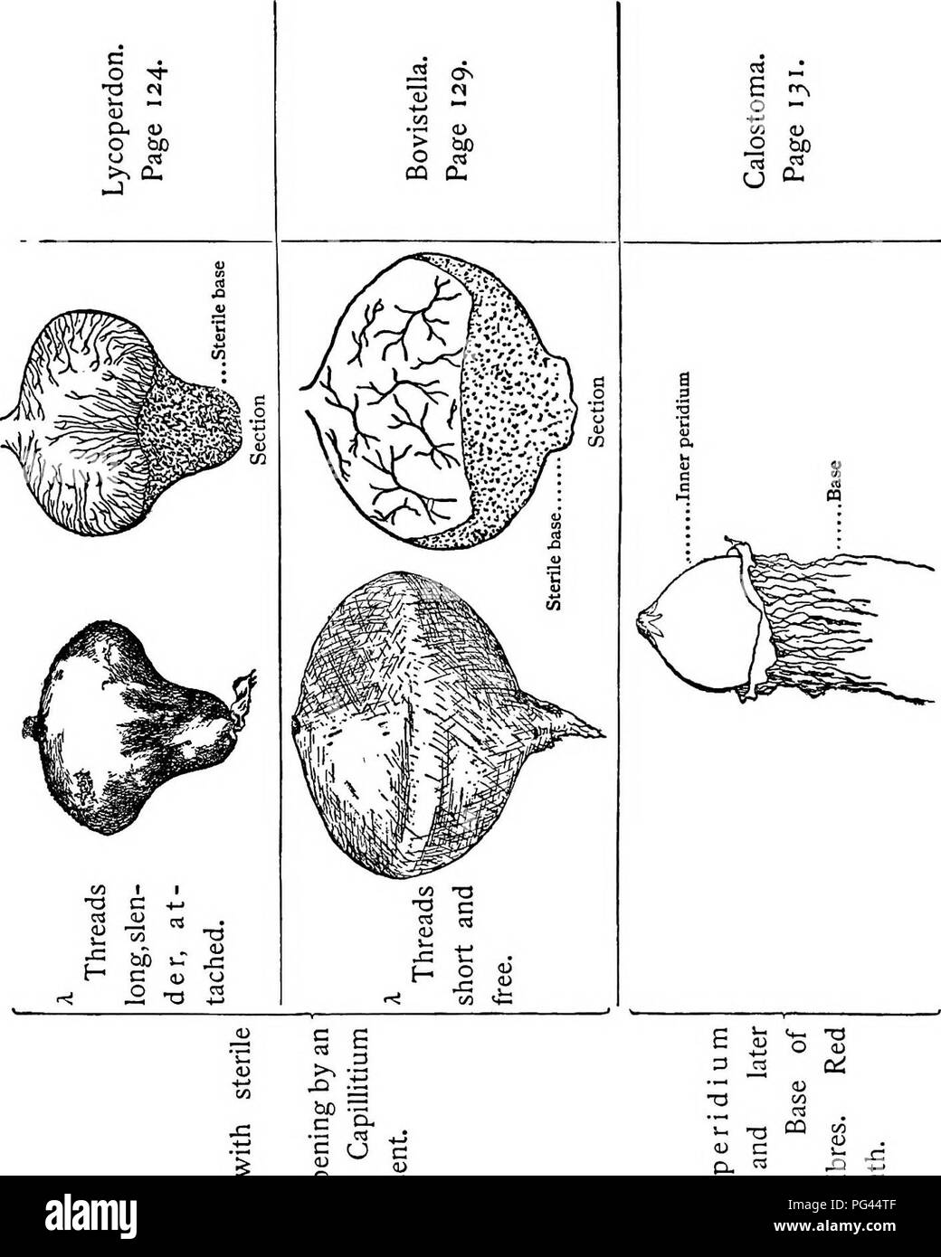 . Il libro di funghi. Una famosa guida per l'identificazione e lo studio del nostro nessuno funghi, con speciale enfasi sulla varietà commestibili. Funghi; Cookery (Funghi); cbk. Tasto E "^ o ^- â &lt;-â ¢ C/3 &LT;i) o W) rt C3 u. u C E N HJ &gt;&GT; t^ J2 s J5 â â ¦-Â" 5 CL o JZ f" E E ^ un 3 3 0 , , "O TJ E -un ;-. 0) 0) c/l (1) aj a. a. J= w D, XI W *â â ¢ 3 o &AMP;&LT; C3 2i X , c 3 del) o  c bn e 3 c o c ^ â 4 Â" a. Â7" una Â" &LT;i) ll i/i +-1 &LT;Tl : un  c t^ u n e così â¢un JO â¢O 29. Si prega di notare che queste immagini vengono estratte dalla pagina sottoposta a scansione di immagini che possono essere state digital Foto Stock