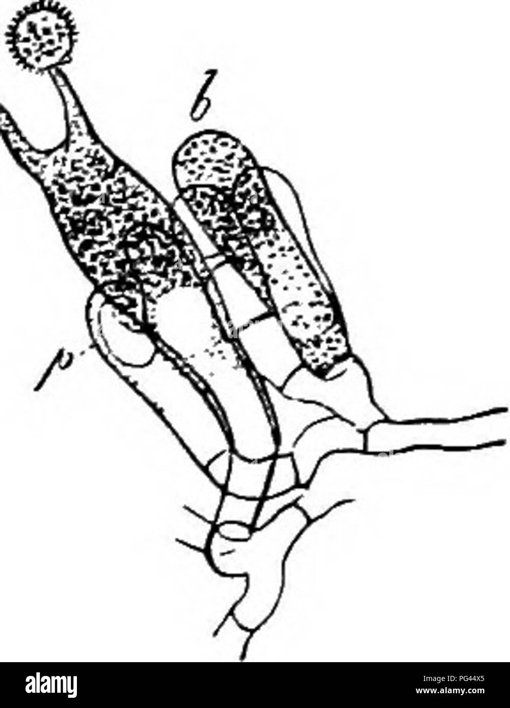 . Morfologia comparata e della biologia dei funghi, mycetozoa e batteri . Morfologia vegetale; funghi; Myxomycetes; batteriologia. Capitolo III-spore di funghi. 63 Il acrogenous abjunction del numero maggiore di cellule propagative è simultanea o successiva. Esso è simultanea quando un numero di germogli fanno la loro comparsa allo stesso tempo al vertice del basidium, crescono con la stessa rapidità ed esperienza abjunction nello stesso tempo, sia in corrispondenza del punto di inserimento o al di sotto del loro vertice che è a carico della levetta (sterigma). Il protoplasma del basidium è utilizzato fino in pr Foto Stock