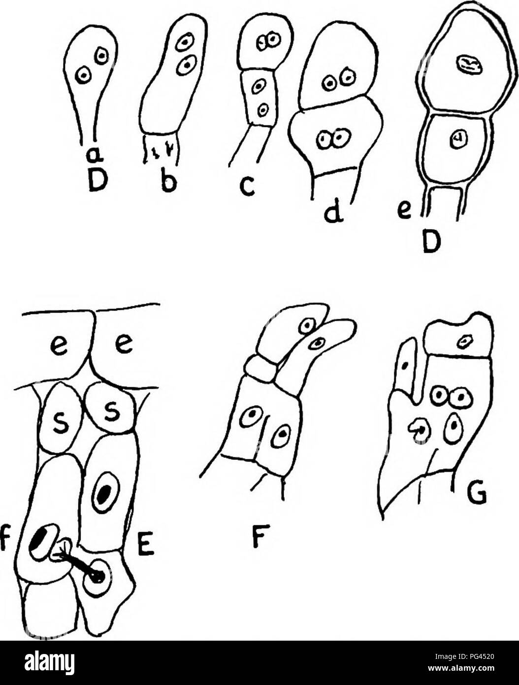 . Un libro di testo di micologia e patologia vegetale . Le malattie delle piante; funghi in agricoltura; malattie delle piante; funghi. Fig. 66.-A, Catena di giovani asciospores di Puccinia caricis; una fusione, tessuto; b, basal (fusione) cella con il coniugato nuclei; t, seciospore madre-cella; d, intercalary cella; e, giovani seciospore; B, germinando aeciospore di P. caricis; C, teliospore di P. caricis; D, formazione di teliospores di P. falcarice (dopo Ditlscklag); e, sviluppo di aecium (dopo Blackman) di Phragmidium violaceum; e, di cellule epidermiche; io, cella sterile; al di sotto di queste cellule un nucleo è visto migrare nella adjac Foto Stock