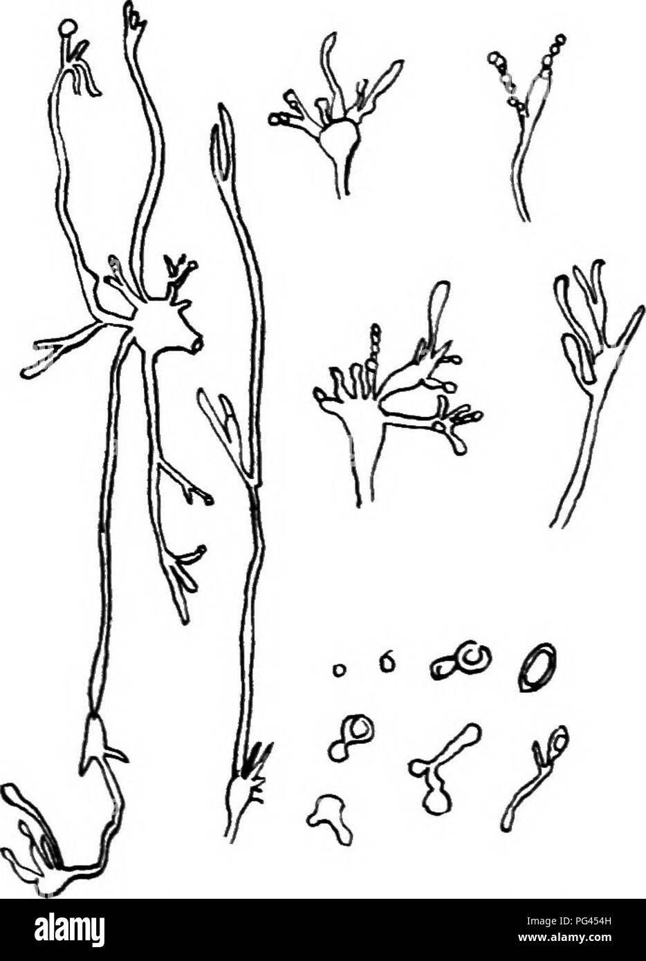 . Un libro di testo di micologia e patologia vegetale . Le malattie delle piante; funghi in agricoltura; malattie delle piante; funghi. Fig. 51.-Stcrigmatocystis niger ^Aspergillus niger) mostra conidiofori e coni- diospore formazione con fasi di germinazione delle spore. (Dopo Henri Coupin.) Il genere Thidavia è rappresentato da un comune specie patogene, T. basicola, la cui vita storia e carattere patogeno sarà de-. Si prega di notare che queste immagini vengono estratte dalla pagina sottoposta a scansione di immagini che possono essere state migliorate digitalmente per la leggibilità - Colorazione e aspetto di queste illustrazioni potrebbero non perfettamente Foto Stock