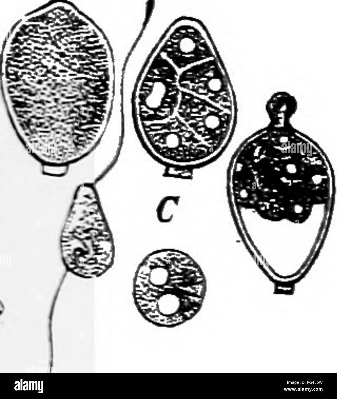 . Un libro di testo di micologia e patologia vegetale . Le malattie delle piante; funghi in agricoltura; malattie delle piante; funghi. OOSPORE-la produzione di funghi alghe "3 tessuti dell'ospite. I diversi tipi di fusione nucleare, che accompagnano la fecondazione, sono stati descritti in precedenza. Il oospore, la quale è formata, agisce come un zoosporangium in alcuni casi per esso dà luogo a numerose spore; o in altri casi esso produce un tubo di germe. Nella maggior parte dei moduli, la oogonium contiene una massa di protoplasma noto come oosphere. Questo è diasible in una più chiara esterna por-. Si prega di notare che queste immagini vengono estratte fro Foto Stock