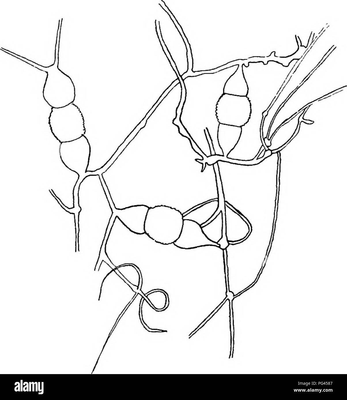 . Un libro di testo di micologia e patologia vegetale . Le malattie delle piante; funghi in agricoltura; malattie delle piante; funghi. 94 micologia thallic specie sono tutti homogamic, cioè non vi è alcuna differenza tra le dimensioni dei due gameti che coniugato. Questo gruppo include tali. Fig. 28.-Zygospore formazione in Sporodinia grandis dal materiale che cresce su toad- sgabello. (Diapositiva preparato da H. H. York, Cold Spring Harbor, 29 luglio 1915.). Si prega di notare che queste immagini vengono estratte dalla pagina sottoposta a scansione di immagini che possono essere state migliorate digitalmente per la leggibilità - Colorazione e aspetto di queste illustrazioni non possono Foto Stock