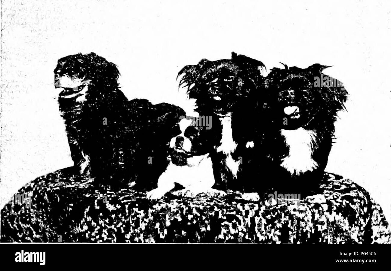 Questa guida completa offre una storia delle razze di cani, consigli pratici sulla loro cura e gestione e descrizioni dettagliate delle razze popolari. Include consigli sulla cura dei cani da esposizione e sulla manutenzione di un canile. Foto Stock