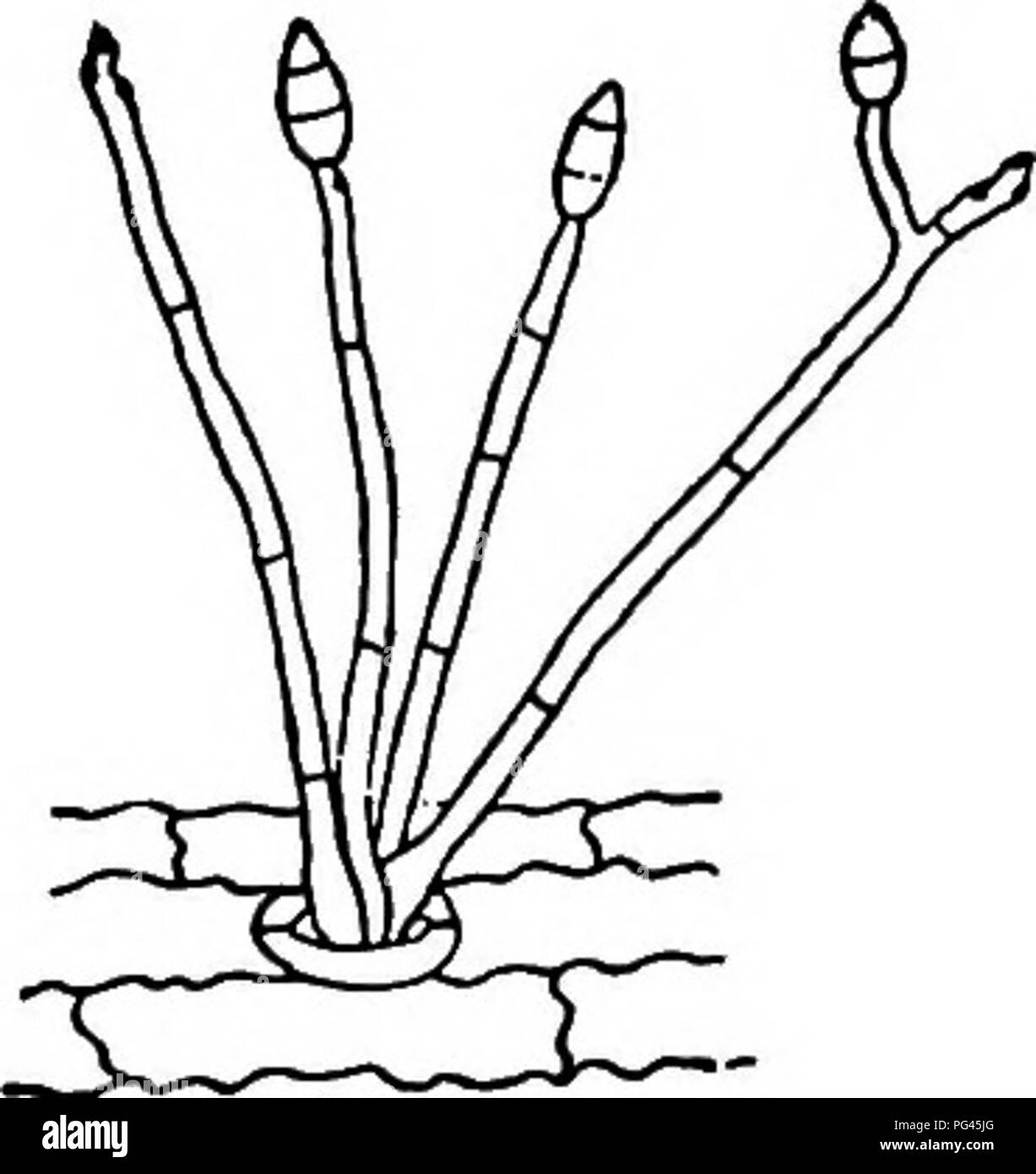 . I funghi che causano malattia vegetale . Le malattie delle piante; funghi. I funghi che causano malattia vegetale 591 Ri geranii (Ovest). Fcl. sui gerani coltivati R. primulae Thiim. Macchie di arrotondati angolare, subochraceous, emarginate; conidio- phores amphigenous, 50-60 x 5 jti, continuo, alquanto denticu- tardi, raramente ramificato; conidi fusoid-cilindrico, 20-30 x 3-6 n, con- tinuous o 1-septate. Il Primula.^* R. lactea (Desm.) Sacc. è su violette; R. heraclei (oud.) Sacc. su Heracleums coltivati; R. onobrychidis P. &AMP; D. su foglie di lupinella. R. cynarae sacc. provoca una perdita di carciofi in Francia e Afr Foto Stock