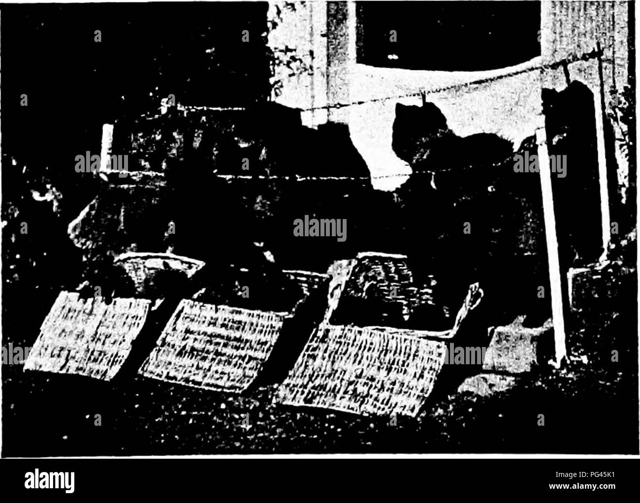 Una guida completa alle razze e alla loro cura, che offre informazioni pratiche sulla gestione dei cani da casa e da esposizione. Include dettagli su Kioli, una razza nota per la sua colorazione crema. Foto Stock