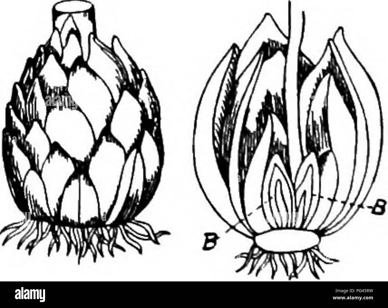 . Principi della coltura di piante : un trattato elementare progettato come un libro di testo per i principianti in agricoltura e orticoltura. Orticoltura; Botanica. Fig. 85. Fig. 86. FiQ. 87. Fig. 88. Fig. 85. Bulbo della cipolla comune, .^tfium CEPA. B, le gemme. Fig. 86. Bulbo di aglio, Allium sativum. Esso contiene parecchie piccole lampadine (spicchi). Fig. 87. La lampadina del giglio selvatico. Fig. 88. Il TBE stesso diviso longitudinalmente, Bhowing gemme, B. 352. La lampadina è un gambo molto corto contenente un ter- minal bud che è sbarrato in scale (128). Le scale sono. Si prega di notare che queste immagini vengono estratte dalla pagina sottoposta a scansione immagini che ma Foto Stock