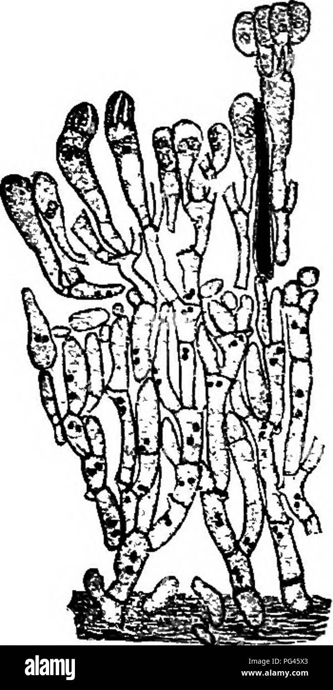 . I funghi che causano malattia vegetale . Le malattie delle piante; funghi. 404 i funghi che causano malattia vegetale clavate, gonfi; sterigmata 4; spore oblunghe, leggermente appiattita sul lato adiacente al compagno di spore, leggermente rastremata in corrispondenza di ciascuna estremità, 4.7-5.8 x 10,5-11,6 /x. Un micelio migratori è presente, coprendo i rametti e foglie con un marrone felty crescita; rhizomorphs bianco, più tardi buff, circa 5.8 ii, septate. Sclerozi si trovano anche. La lunga cottony trefoli rhizomorphic si estendono lungo i ramoscelli, fino i piccioli e in luoghi di aggregazione forma sclerozi marrone,. Fig. 291.-Hypochnus, semi-diagrammat Foto Stock