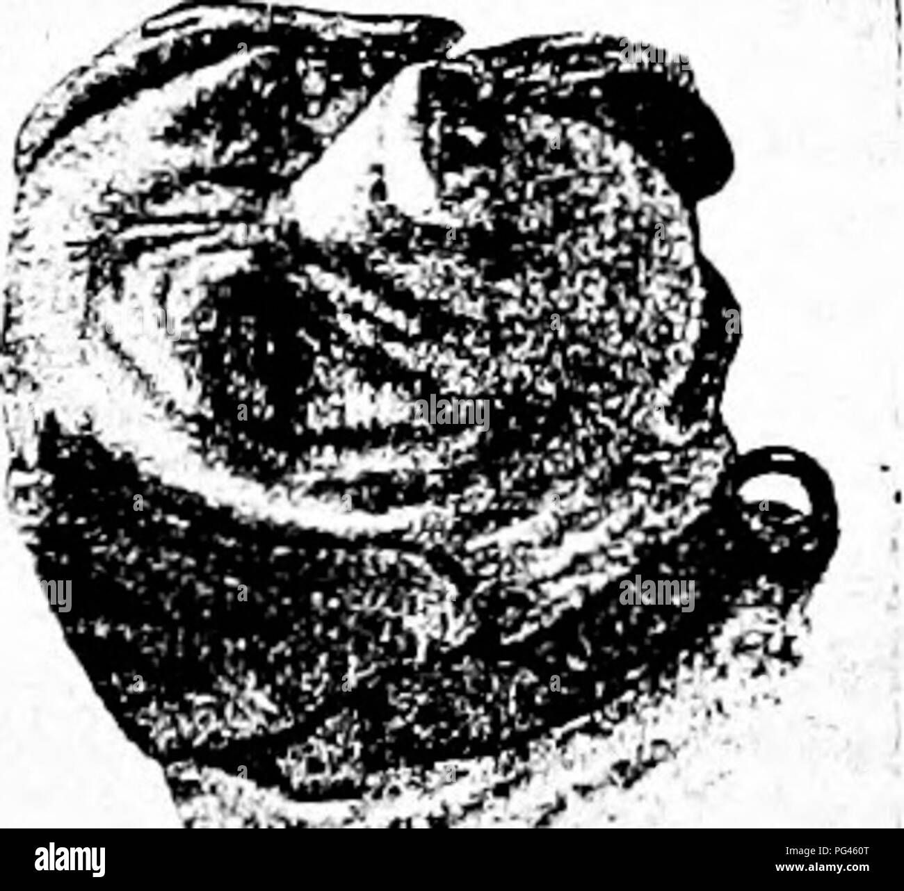 . Il cane prenota : una storia popolare del cane, con informazioni pratiche di cura e gestione della casa, kennel, e mostra i cani e le descrizioni di tutte le razze importanti . Cani o H O t", o 2:. Si prega di notare che queste immagini vengono estratte dalla pagina sottoposta a scansione di immagini che possono essere state migliorate digitalmente per la leggibilità - Colorazione e aspetto di queste illustrazioni potrebbero non perfettamente assomigliano al lavoro originale. Watson James, 1845-. New York : Doubleday, pagina &AMP; Co. Foto Stock