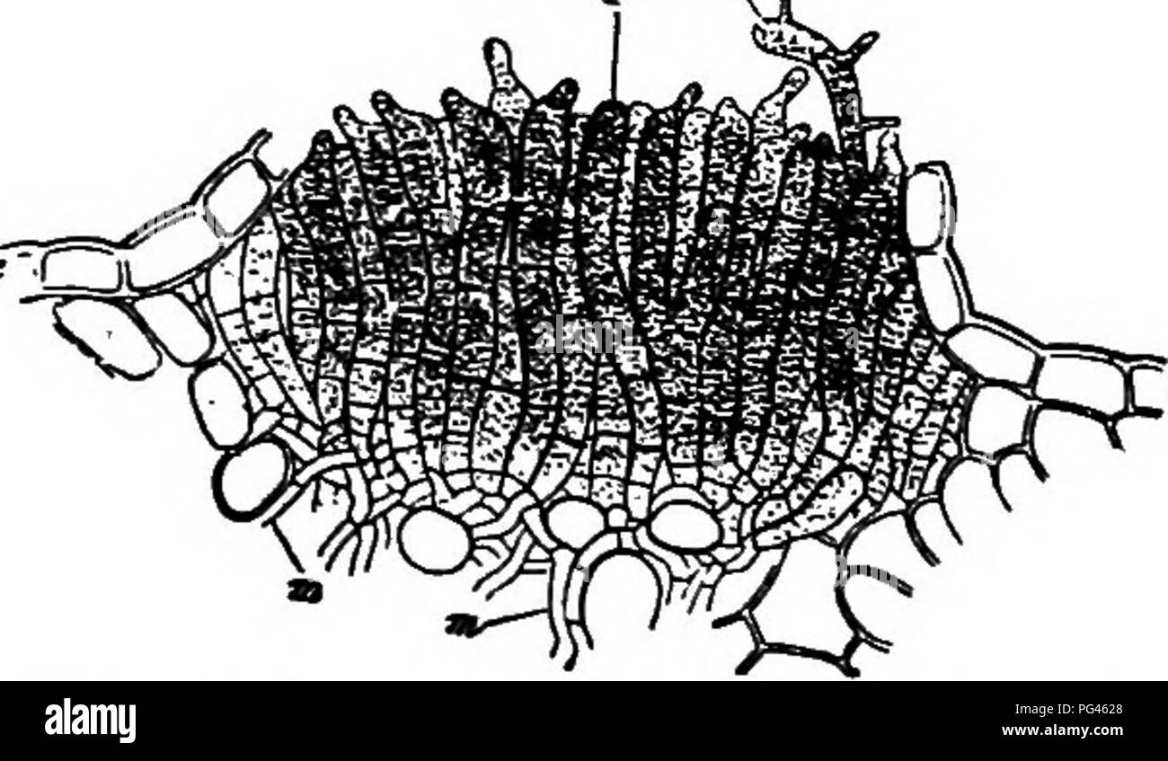 . I funghi che causano malattia vegetale . Le malattie delle piante; funghi. 350 i funghi che causano malattia vegetale Chrysomyxa Unger (p. 341) III. Teliospores formata da una serie di celle sovrapposti dei quali quello inferiore sono sterili, ^â ^ ^ formando piatte o leggermente ele- vated, arancio o rossastre, waxy, croste. Germina- zione del teliospore da un promycelium da ciascuna cella, che produce prevalentemente quattro basidiospores. C. abietis (Wal.) Ung. Fig. 254.âMelampsoropsis rhododendri, sezione Tolio crr Tf frirmc attraverso telium. Dopo De Baiy. ^^^" Â°"'y- "" ^^^^ macchie gialle su foglie di abete un Foto Stock