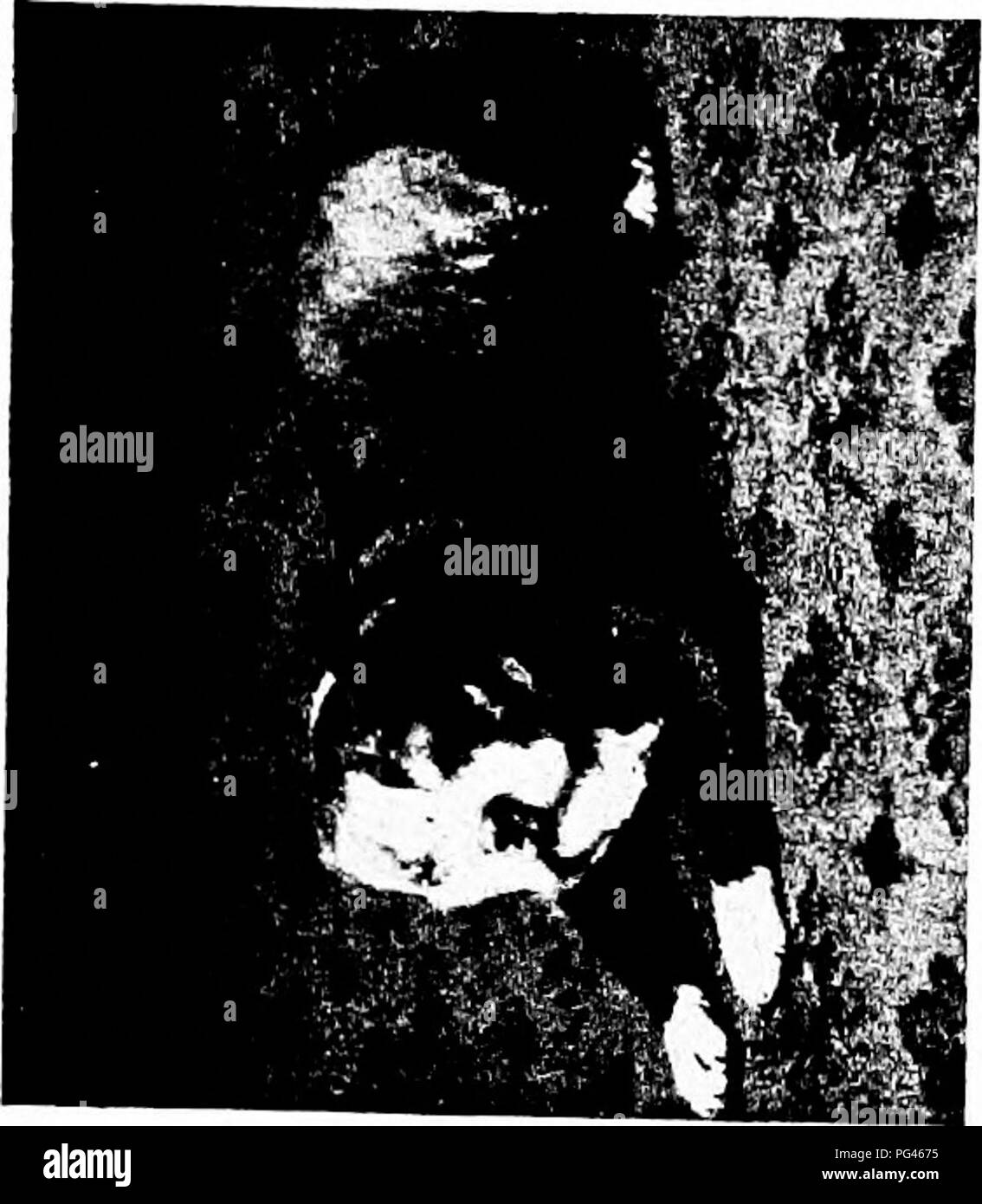 Il lavoro di James Watson sulla storia dei cani copre la cura e la gestione pratiche, con descrizioni approfondite delle principali razze di cani e consigli per mantenere i cani in case, canili e mostre. Foto Stock