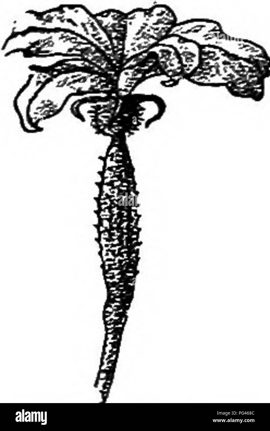 . Agriturismo amici e nemici di fattoria : un libro di testo di scienza agricola . Parassiti agricoli; insetti utili; pesti di insetto. Cetriolo: il polline dei fiori del cuscinetto celle per ogni stile e lo stigma. Si dovrebbe vedere l'in- teresting nettare cup sulla parte superiore dell'ovaio, su cui luccicanti gocce di nettare può generalmente essere trovato. Fiori di zucca persone sono talvolta perplesso per il fatto che cucum- bers e schiaccia sembrano avere tanti fiori in pro- parte al numero di frutti prodotti. Se si esamina tuttavia i fiori su uno di questi impianti, sarete presto in grado di capire il motivo di questo. Foto Stock