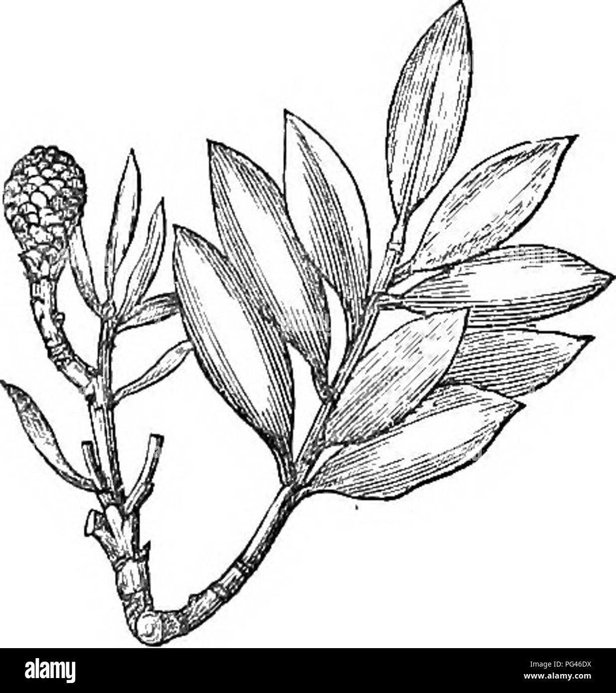 . Alberi e arbusti : un abridgment dell'Arboretum et fruticetum britannicum : contenente la hardy alberi e schrubs della Gran Bretagna, native e straniere, scientificamente e popolarmente descritto : con la loro propagazione, della cultura e degli usi e delle incisioni di quasi tutte le specie. Alberi e arbusti; le foreste e la silvicoltura. 1987. C. Binensis. 1988. C. sinensis. Per molti anni questo albero è stata mantenuta nel verde-house; ma, nel 1816, un impianto è stato trasformato in una parte protetta del piacere-suolo presso la Claremont, dove ha continuato a vivere senza protezione ; e sebbene ferite più o meno gravi di inverno Foto Stock