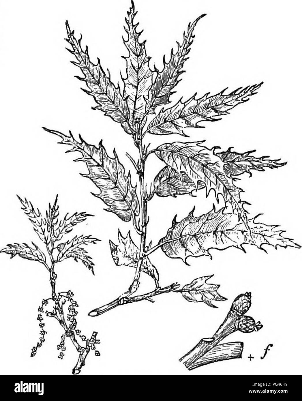 Una guida abbreviata agli alberi e arbusti duri della Gran Bretagna, sia nativi che introdotti, comprese descrizioni dettagliate della loro propagazione, cultura e usi. Presenta anche incisioni di varie specie per lo studio dell'orticoltura. Foto Stock