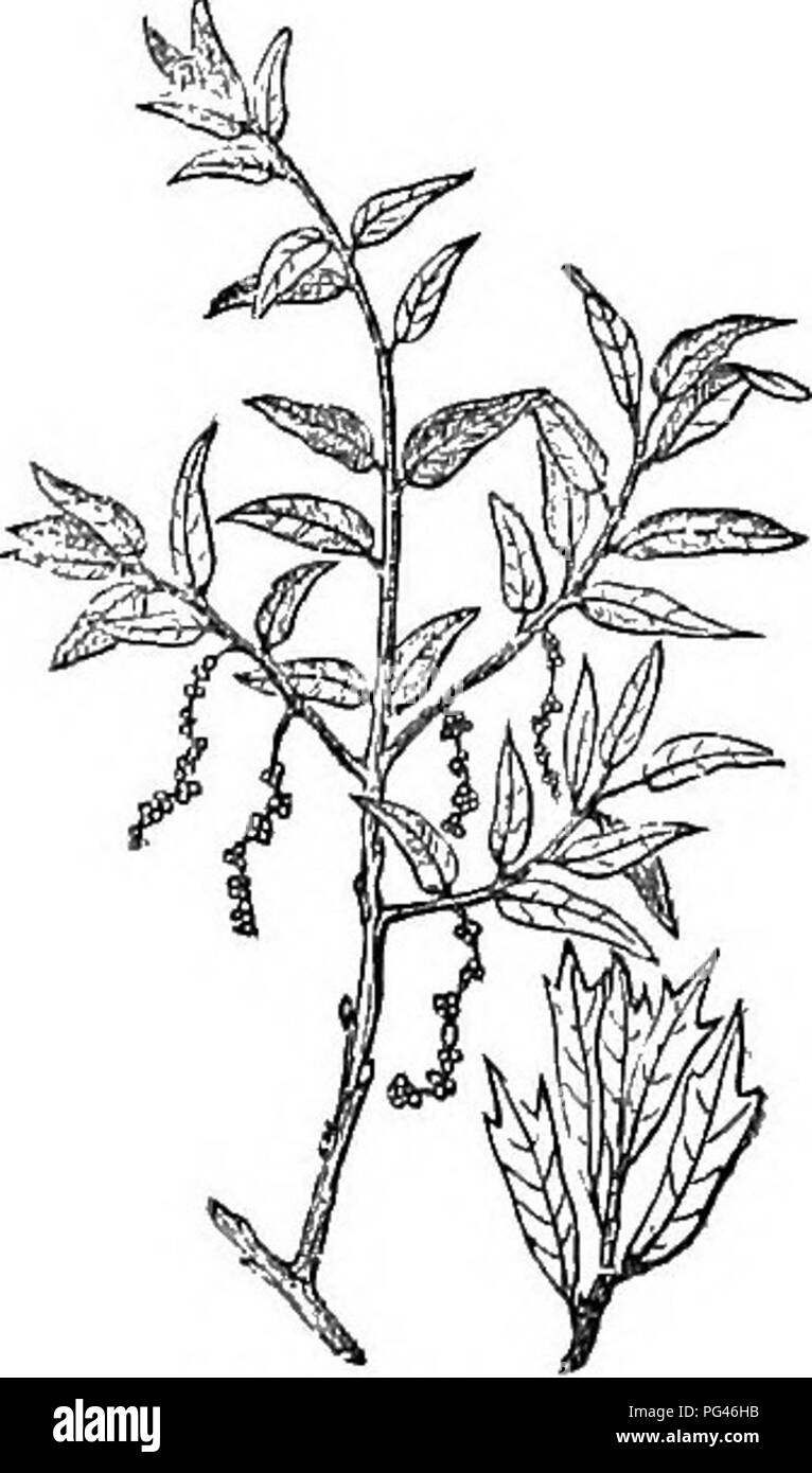 Questo lavoro, *alberi e arbusti*, fornisce uno studio dettagliato di alberi e arbusti duri in Gran Bretagna, comprese le specie native e straniere. Copre la loro propagazione, cultura e usi, illustrati con incisioni di quasi tutte le specie, che servono come risorsa essenziale per comprendere la silvicoltura britannica. Foto Stock