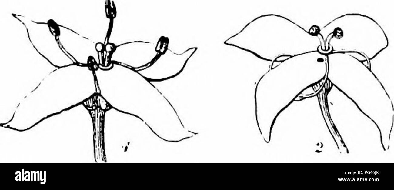 Questo testo delinea i principi chiave della ricerca di Hermann Müller sull'impollinazione dei fiori, in particolare i processi di fertilizzazione delle piante dicotiledonose. Parla dei tipi di fiori, tra cui fiori ermafroditi e maschi, e della rarità dell'auto-impollinazione. L'impollinazione delle api è evidenziata come un visitatore significativo per la fertilizzazione. Foto Stock