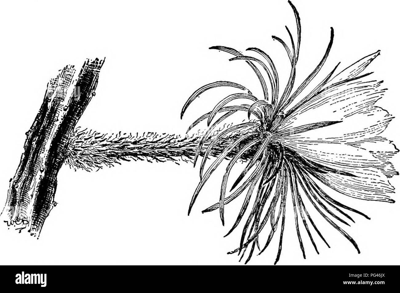 . Dell'enciclopedia di American orticoltura comprendente suggerimenti per la coltivazione di piante orticole, descrizioni delle specie di frutta e ortaggi, fiori e piante ornamentali vendute negli Stati Uniti e in Canada, insieme geografico e biografie. Il giardinaggio. CEREUS capelli ricci, circa Kin. lungo, in una nuova crescita: spine radiali 5-7 e un solitario centrale, uniforme, circa %-5^. lungo, colore ambrato al marrone e infine grigio: lis. dalla crescita più vecchi, grandi circa 8. lungo e leggermente curvo, bianco, notturno. Uruguay, del Brasile, Columbia. B.M.4084. - C. grandis, Haw., ac Foto Stock