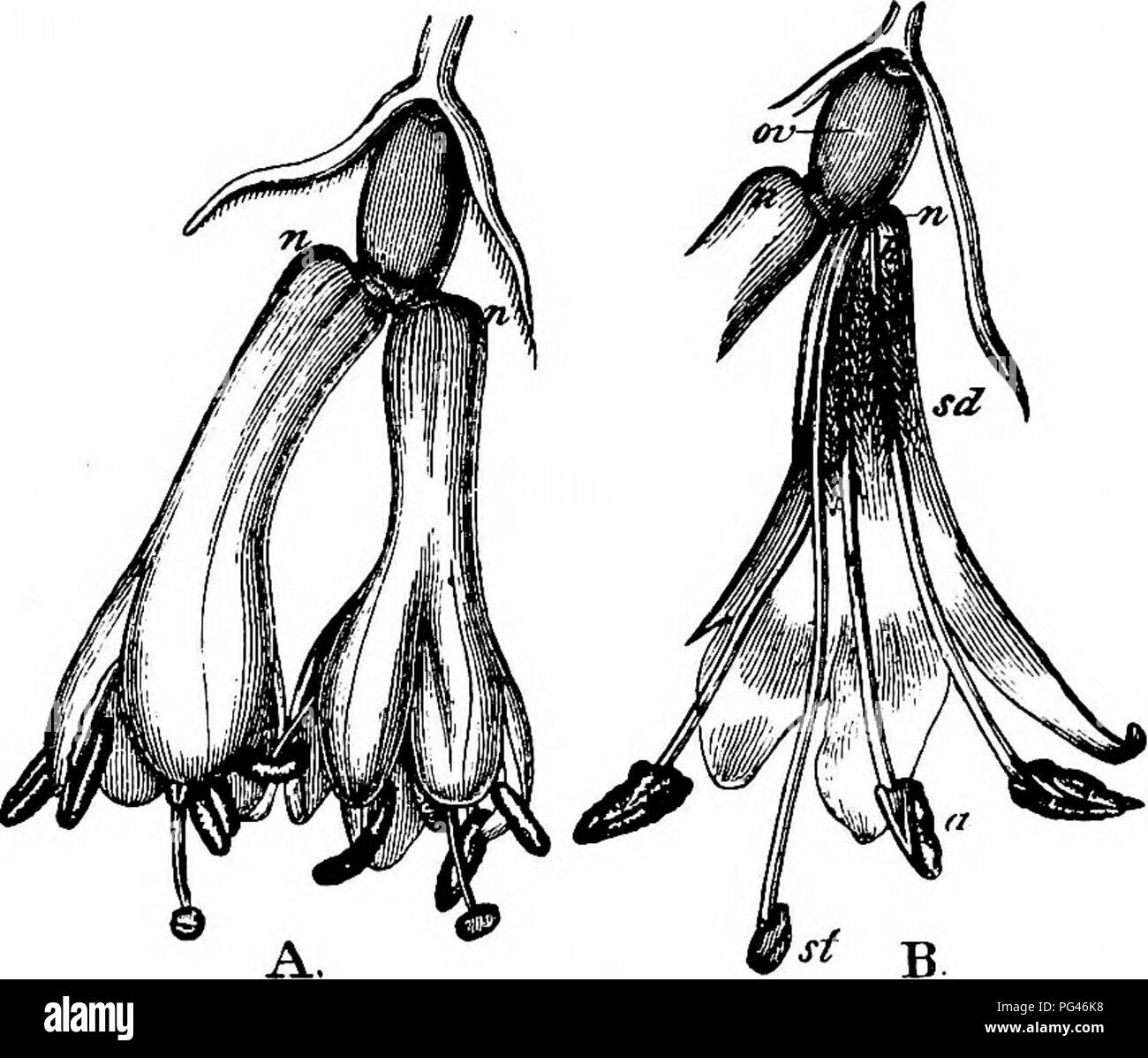 . Manuale di impollinazione dei fiori : basato su Hermann Mu?iler di lavoro "La fertilizzazione di fiori da insetti' . La fecondazione di piante. CAPRIFOLIACEAE 535 impollinazione può avvenire mediante la caduta di polline sulla stigma. Umile-api sono il solo insetti che effetto regolarmente attraversando il loro comportamento essendo come sopra descritto. Hermann Muller afferma che il miele-Bee e vola a volte non toccare lo stigma a tutti. Kerner descrive i fiori come protogynous, e dice che la stigmatizzazione è al primo in linea di accedere al nettare. Lo stile successivamente si piega verso il basso e le antere ta Foto Stock