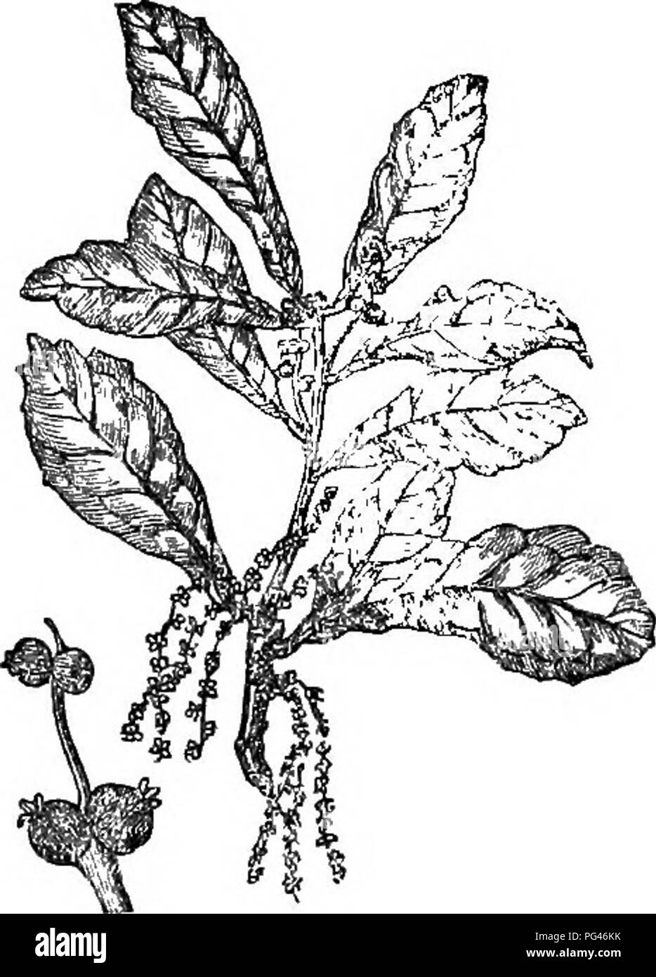 Questa versione abbreviata del *Arboretum et Fruticetum Britannicum* si concentra sugli alberi e gli arbusti duri della Gran Bretagna, sia specie autoctone che non autoctone. Include informazioni sulla propagazione, la coltivazione e l'uso delle piante, oltre a illustrazioni delle varie specie per una facile identificazione e comprensione. Foto Stock