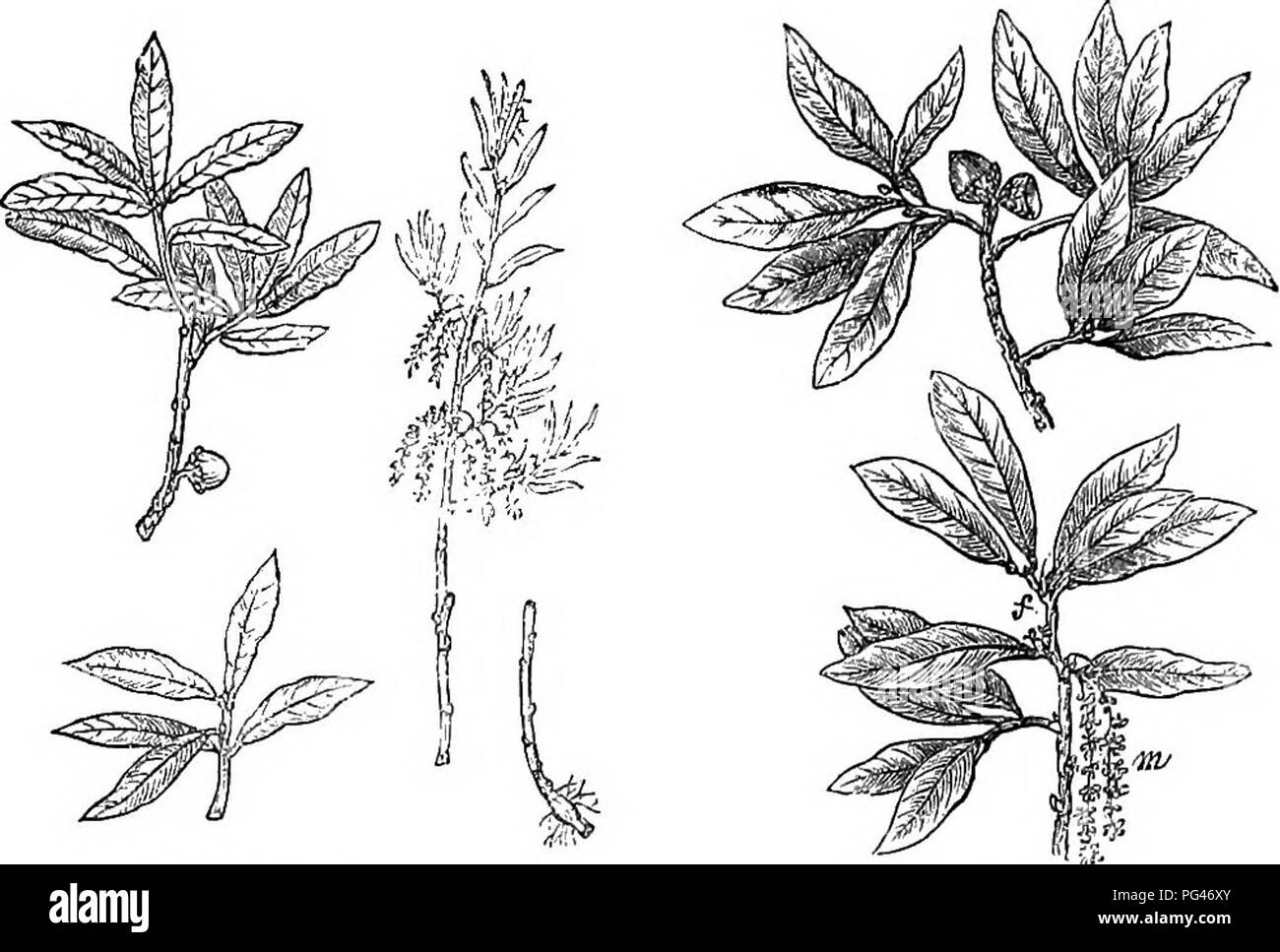 . Alberi e arbusti : un abridgment dell'Arboretum et fruticetum britannicum : contenente la hardy alberi e schrubs della Gran Bretagna, native e straniere, scientificamente e popolarmente descritto : con la loro propagazione, della cultura e degli usi e delle incisioni di quasi tutte le specie. Alberi e arbusti; le foreste e la silvicoltura. 878 AIIBORETUM ET FKUTICETUM BKITANNICUM.. 1600. Q. P. sericeus. 1601. Q. P. clnfireus. sia in altezza che in apparenza generale, che le singole piante sono spesso stati presi per specie distinta. Si è trovato solo in tlie parti marittime del sud degli Stati Uniti, dove è raro in comp Foto Stock